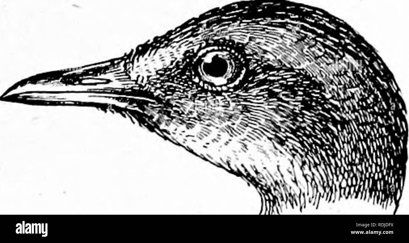 . Gli uccelli del Sud Africa. Gli uccelli. EALLID^ OBEX 247 il Yenesei durante l'estate settentrionali. In autunno si migra verso sud e inverni in Arabia e in tutta l Africa. Nel nostro ambito è più comune nella parte settentrionale. Si è affermato da Marshall per essere abbondante in Mashonaland, ma nella colonia del Capo Si tratta certamente di un uccello raro e raramente si è incontrato con. Di solito arriva in ritardo, cioè in dicembre e i soggiorni fino a marzo. Di seguito sono riportate le occorrenze registrato : Cape Colony-capo divisione, solo una volta, nel 1864 (Layard), vicino a Grahamstown (Antonio- pietra), East London, Gennaio (Eickard), King William' Foto Stock