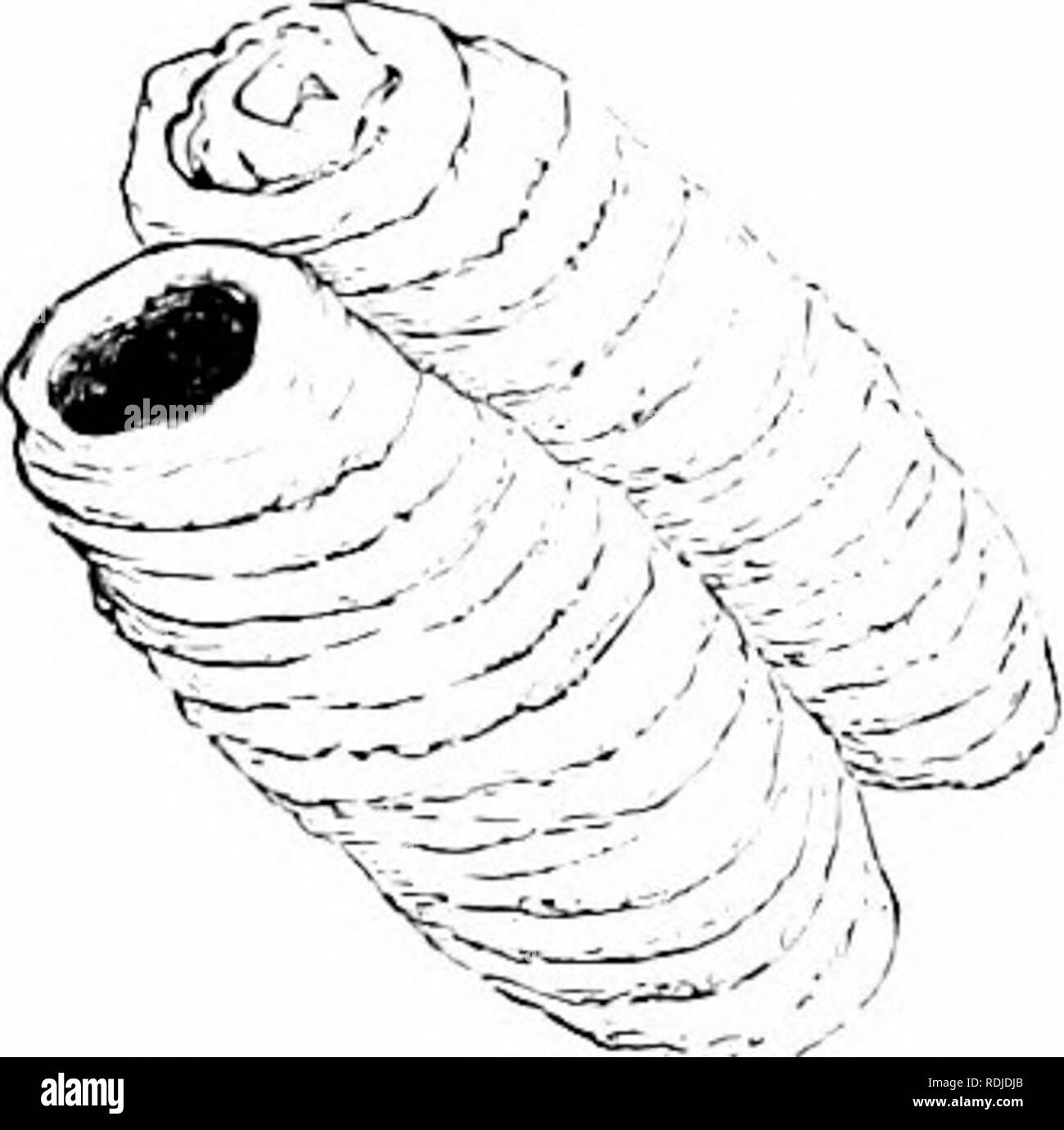 . Storia naturale di animali;. Zoologia. 148 artropodi: insetti.. finestra, con una palla di fango nella sua bocca, ha spostato velocemente intorno alla camera, poi volò fino al punto in cui essa è stata edificio, e de- in virtù del suo fango, è sagomato con le sue ganasce con tutta la cura e la regolarità di un perfetto mason. Il giorno dopo ha finito la prima cella, ha riempito con ragni e sigillato o'er con fango. Sul â fango Wasp di apertura per esaminare gli insetti "'^^'- memorizzata all'interno, piuttosto un grande foro è stata accidentalmente fatto ; questo lei molto presto scoperto e cominciò a ripararlo e in circa cinque minuti lei h Foto Stock