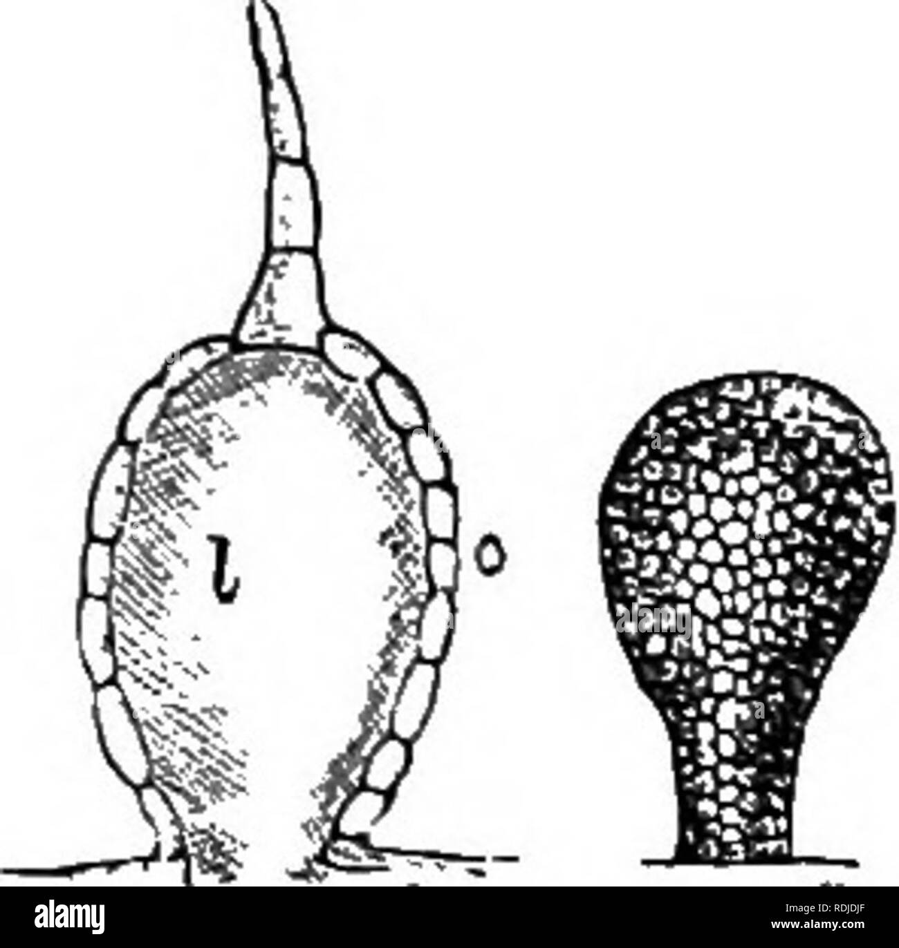 . Un manuale di botanica : essendo una introduzione allo studio della struttura, la fisiologia e la classificazione delle piante . La botanica. Appendici epidermiche-ghiandole. 35 obliquamente (fig. 91 s). Questo pulsante si rompe sul minimo tocco, quando l'estremità affilata del capello entra nella pelle, e si riversa nella ferita del fluido irritante che è stato premuto fuori dall'elemento elastico di cellule epidermiche alla base. Quando un ortica viene afferrata con violenza il pungiglione è schiacciato, e quindi il pregiudizio non è fatto per la pelle. L'apice globulari di peli ghiandolari talora forma una secrezione viscoso, come per i cinesi prim Foto Stock