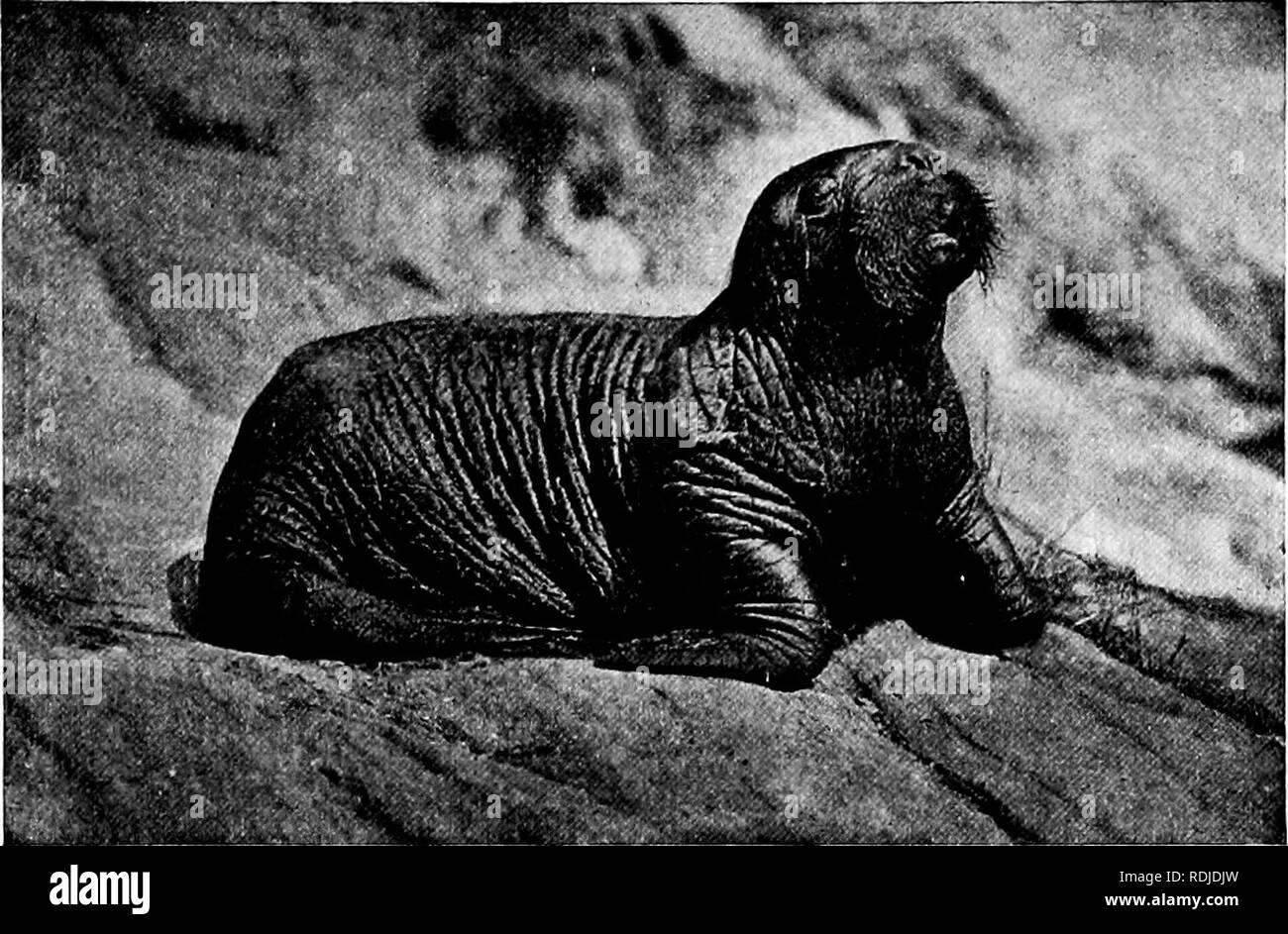 . Popolare la guida ufficiale per la New York Zoological Park . I giardini zoologici. NEW YORK Zoological Park. 79. ATLANTIC trichechi. salmoni. Relativamente pochi Sea-Lions si trovano ora sulla costa continentale della California. Gli Stati Uniti Light-House prenotazioni la loro macellazione è vietata dalla scheda Light-House. Il California Sea-Lion è molto simile in dimensioni e lasciando il vecchio maschi fuori considerazione, è quasi la contropartita esatta in forma di che apple di perpetua discordia internazionale-l'Alaskan "pelliccia sigillo." Il fatto che purtroppo quest'ultimo animale è diventato noto come un Foto Stock