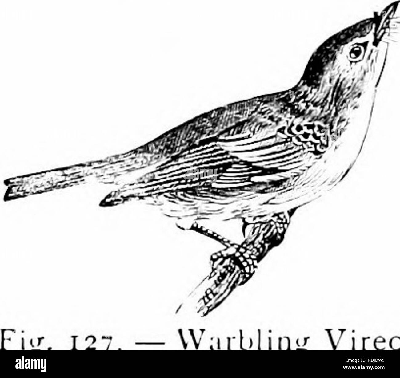 . Storia naturale di animali;. Zoologia. VERl'EBRATliS: IJIRDS. su spine e altri punti affilati, come un macellaio pende affettati su ganci nella sua fase di stallo. Esso costruisce un grande nido di ramoscelli, erba e moss, nelle forcelle di un albero. Il Vireos sono molto più piccoli del Shrike, e principalmente di colore verde-oliva abo'e e la luce- bassa. Il red-eyed Vireo ha l'iride dell'occhio rosso. La sua forte, note chiare sono ascoltati in le cime degli alberi dalla primavera fino al tardo autunno. Il bianco- eyed anu il ramage Vireo sono piccole e le loro note sono molto piacevoli. W^.ii.lintr Vireo. Irridere gli uccelli, ecc. Questi uccelli sono strettamente rela Foto Stock