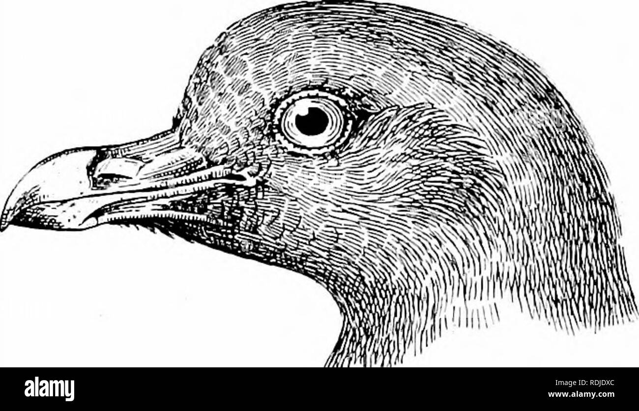 . Gli uccelli del Sud Africa. Gli uccelli. 158 TEERONID^ VlNAGO piume refilato con vhite ; pennacchi tarsale luminoso giallo ; sotto la coda- coverfcs rufous-punta marrone e orlata di bianco; coda nero piume sotto con il terzo apicale bianco. Iris blu pallido al grigio o verde-bianco ; bill azzurrognola- Clacson; cere scarlatto brillante; tarso e piedi arancio brillante di Vermiglio. Lunghezza circa 12-0; anta 6'5 ; coda 4'0; tarso 1-0; culmen -90. La femmina assomiglia il maschio in piume e dimensioni. Il giovane uccello, secondo Salvadori, ha meno vinaceous sulla piega dell'ala. Distribuzione.-Delalande's Foto Stock