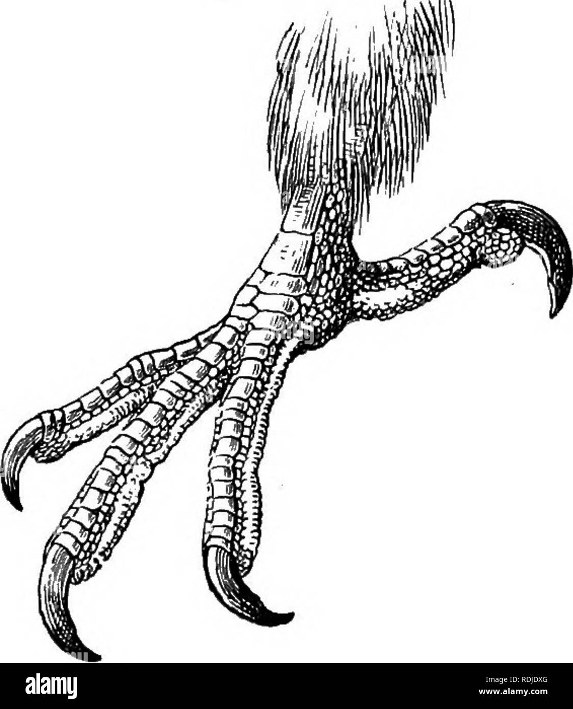 . Gli uccelli del Sud Africa. Gli uccelli. TEEKONID^ VINAOO 157 chiave della specie. A. Sotto verdognolo, con una sfumatura oKve V. delalandii, p. 157. B. Di seguito verdognolo, con una tonalità giallastra V. sehaloivi,-p. 159.. Fig. 48.-piede sinistro di Vinago delalandii. x 629. yinago delalandii. Delalande's Green Pigeon. Phalacrotreron delalandii, B^j. Coiisp. Av. ii, p. 6 (1854); id. Icona maiale. pi. 1 (1857) ; Ayres, Ibis, 1880, p. 109. Treron delalandii, Gurney, Ibis, 1862, p. 33 ; Layaid, B. S. AFI: p. 255 (1867); Gurney, Ibis, 1868, p. 164; Shelley, Ibis, 1875, p. 83; Holub Sf- Peheln, Oni. Siid-Afr. p. 171 (1882); s Foto Stock
