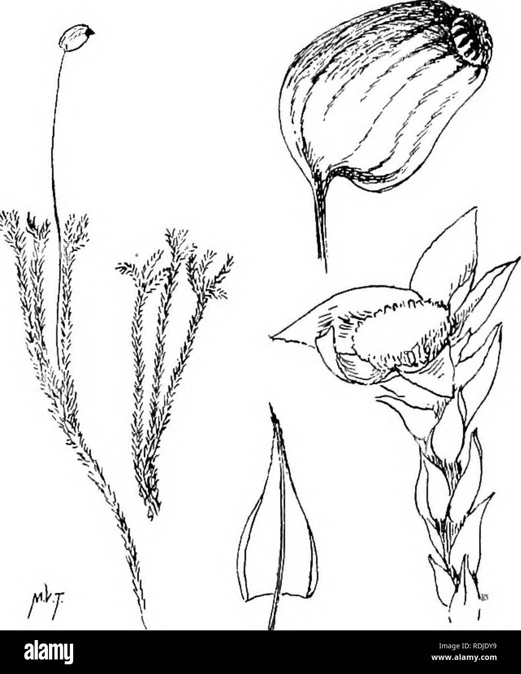 . Muschi con una mano-lente; un non-technical handbook dei più comuni e più facilmente riconosciuti i muschi del nord-est degli Stati Uniti. Muschi. 96 MOSSKS CON UNA MANO-l.l',NS. FiGURiS 40. Philonotis fontana X I; foglie, capsule e testa maschio X 10. dom che figurano in sterili tappetini. Sebbene Philonotis è comune, lo sporofito è infrequente. Le capsule maturi in maggio o in giugno. Famiglia 17. Bryaceae. La famiglia Bryom. Egli capsule della famiglia Bryum sono quasi sempre spioventi e spesso hanno un ben marcato collo quando asciutto. Il peristome è doppia e ben sviluppato. (Si veda il glossario sotto "Peri Foto Stock