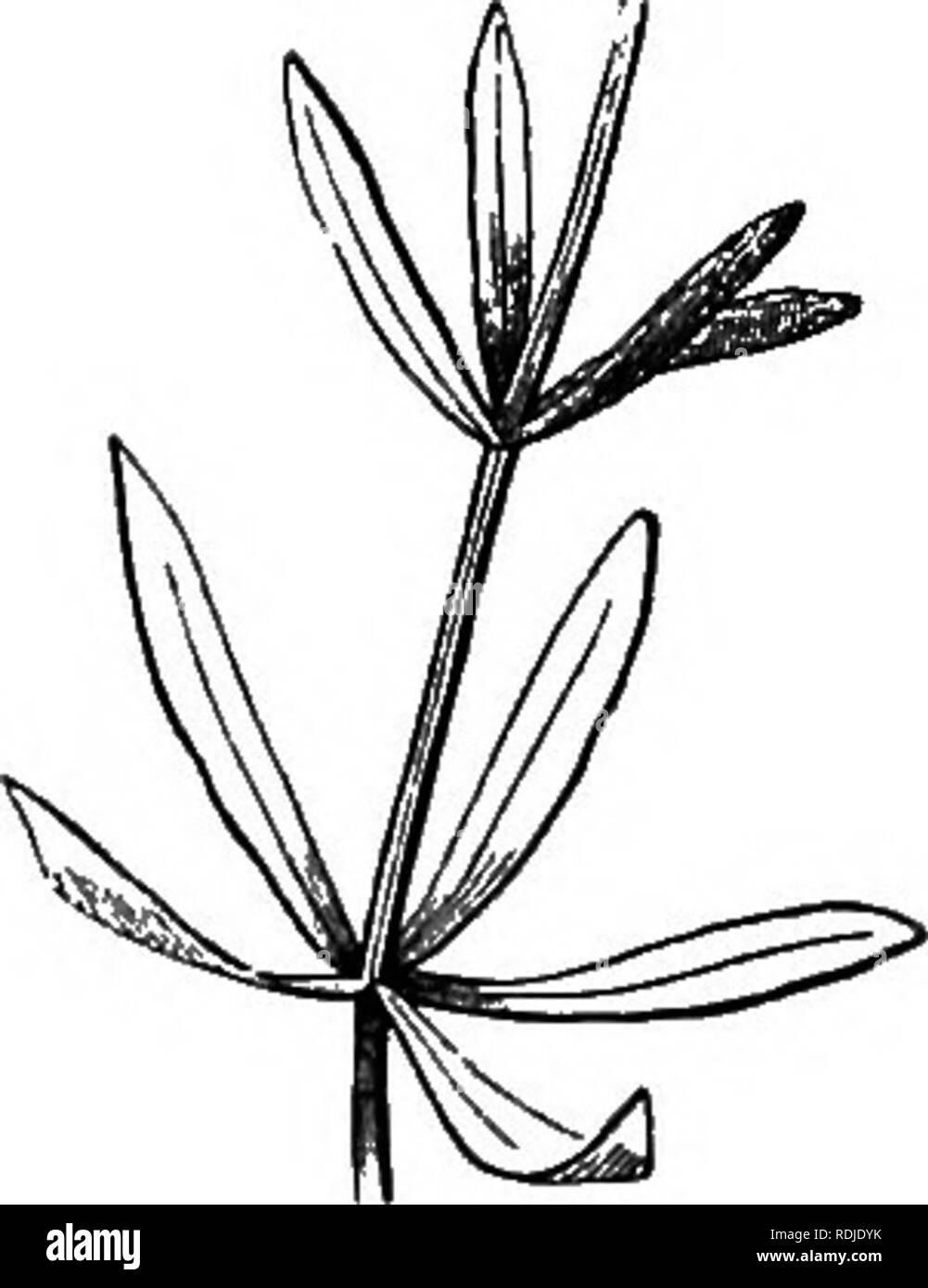 . La botanica per giovani e scuole comuni : come le piante crescono, una semplice introduzione alla botanica strutturale : con una flora popolare o una disposizione e descrizione del comune sia di piante coltivate e selvatiche su : illustrato da 500 incisioni in legno . La botanica. Stipules uniti. Whorled leavei. Ma questo è solo un analisi della sezione. 81. Vegetazione molto semplice in pianta molto diversificata nei particolari. 82. Lo studio delle forme di organi è la morfologia. 83-89. Stivali, le loro forme e tipi. 84. Primaria o originale; secondario;.come provengono, 85. Radici aeree. 86. Antenna radichette. 87. Air-Pla Foto Stock