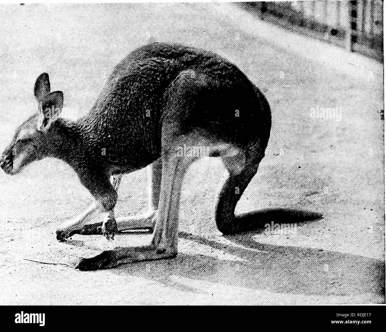 . Popolare la guida ufficiale per la New York Zoological Park . I giardini zoologici. 48 popolari GUIDL ufficiale. Grande gratii canguro. Da appartenenti al genere. Si tratta di un abitante del brushy pianure di India e gode l'unica distinzione di possedere due coppie di corna. In aggiunta ai 4 pollici coppia, normalmente collocato, è un molto più piccolo di coppia, di solito solo 1 pollici di altezza, che sorge nella zona centrale della fronte. Credo che sia l'unica specie di antilopi che possiede due coppie di corna. Il Springbuck, {Antidorcas euchore), è in Sud Africa come il "rebbio-horn" è per il nostro Foto Stock