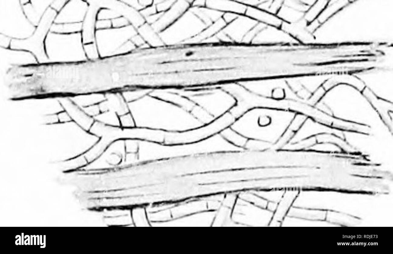 . Una monografia di licheni trovato in Gran Bretagna; essendo un catalogo descrittivo della specie nell'erbario del British Museum. I licheni. r^&LT;- (C 4 X 500 ^^ lOUO X. '^^^ X60U LECANAOTIS PREMNEA Wedd. a. Impianto sulla corteccia, b. Porzione di tallo e apothecia. c. Sezione verticale di tallo. d. Sezione verticale di apothecia. e. E Aacua parapbysis. /. Spore.. Si prega di notare che queste immagini vengono estratte dalla pagina sottoposta a scansione di immagini che possono essere state migliorate digitalmente per la leggibilità - Colorazione e aspetto di queste illustrazioni potrebbero non perfettamente assomigliano al lavoro originale. British Museum (Nat Foto Stock