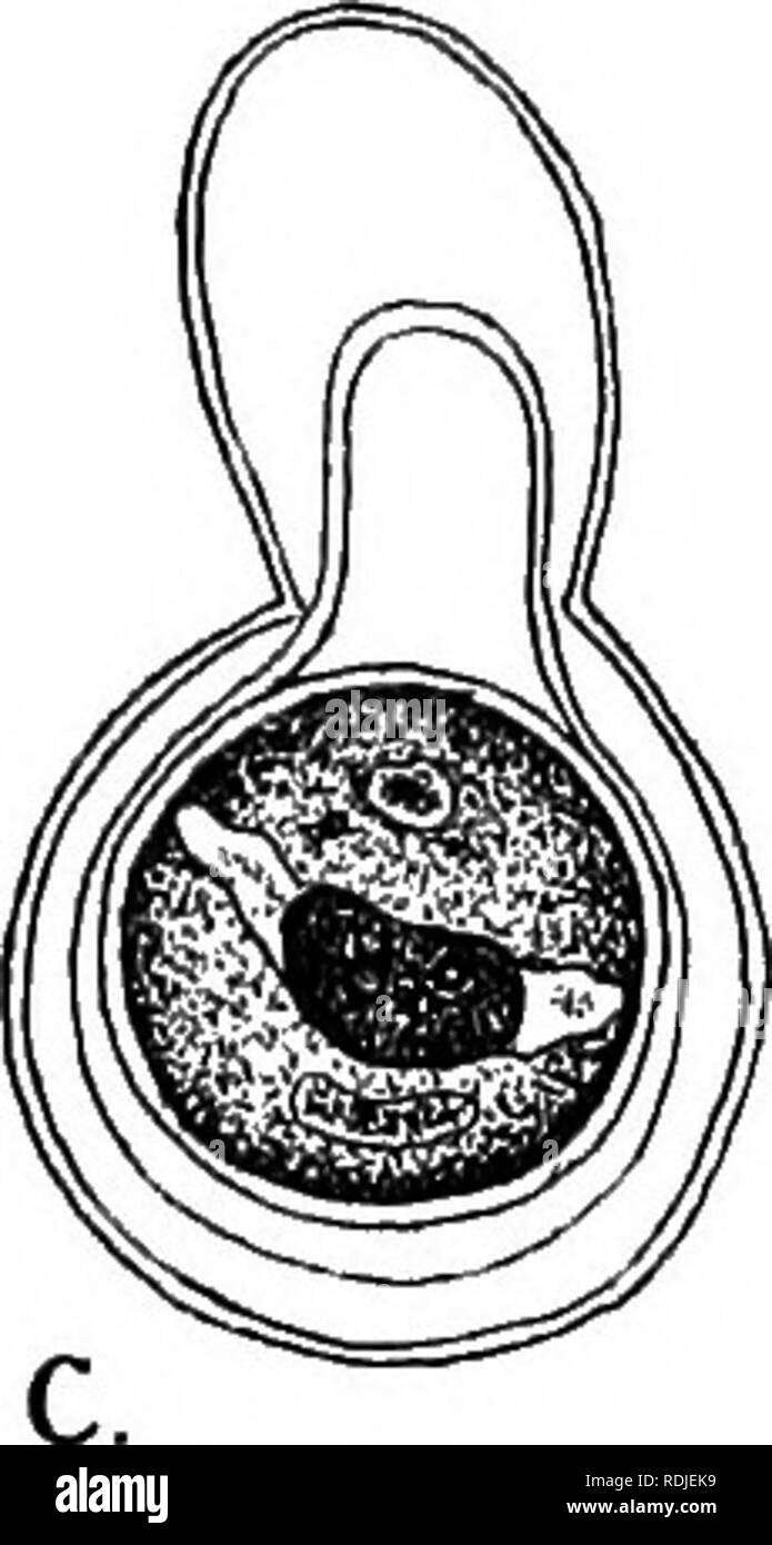. Elementi di biologia vegetale. La fisiologia vegetale. Fig. 23.-La coniugazione di Chlamydomonas mpnadina. a. Inizio di fusione del piccolo (maschio) e grandi (femaJe gamete). (Nota che ciascuno ha la normale struttura di un vegetativo Chlamy- domonas-ceW..) b, ulteriore fase di fusione (disegnati su una scala più grande). Nota la zona centrale del citoplasma incolore, derivata dalle estremità anteriori dei due gameti e contiene ora i due nuclei (di uguale grandezza) in contatto ma non ancora fuse, c. Zigote sferica formata entro la parete della cellula di piastrella gamete femminile e stesso vestito con una. parete cellulare. Si noti che i due Foto Stock