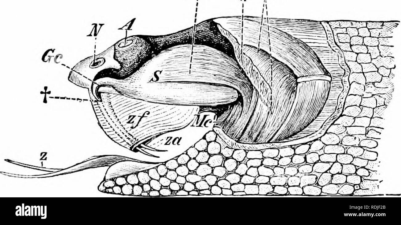 . Un manuale di zoologia. 454 MANUALE DI ZOOLOGIA (Fig. 272, MC), uno dei muscoli che solleva la ganascia inferiore: è in tal modo forzato lungo il condotto (Gc) per l'apertura (ZA), ed iniettato nella ferita fatta dal fang. L'effetto è quello di produrre il dolore acuto con crescente letargia e la debolezza, e nel caso del veleno di alcuni tipi di serpenti, paralisi. Secondo la relativa quantità di veleno iniettato e il grado della sua virulenza (che varia non solo in diversi tipi di serpenti, ma nella stessa serpente sotto diverse condizioni) i sintomi possono causare la morte o il morso animale Foto Stock