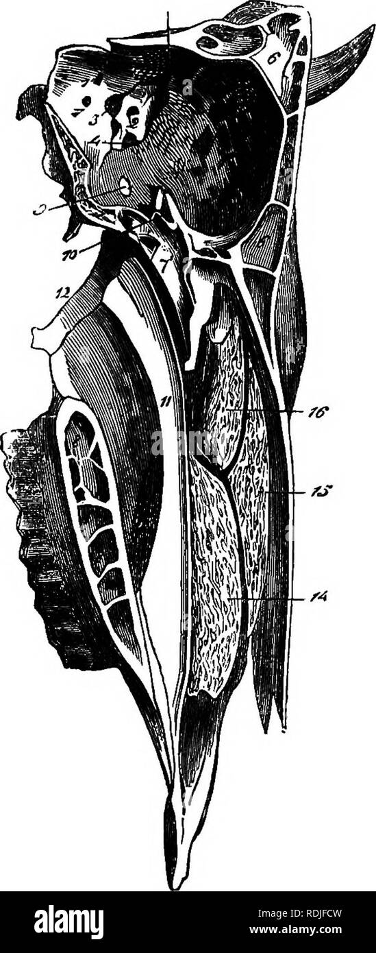 . Un libro di testo di zoologia agricoli. Zoologia, economico. 456 MAMMALIA.. Maiale. 217.-sezione mediana di bue alla testa. 1, Condyloid foramen; 2, uditivo interno- iato ; 3, anteriore foramen lacerum; 4, pos- terior idem; 5, intra-craniale di orifizio parieto- osso temporale; 6, la piastra ossea di separazione del seno frontale; 7, lamina isolando sphenoidal sinus ; 8, lamina di isolare la parte palatina del seno mascellare; 9, forame ovale; 10, l'ottica fossa; 11, vomer ; 12, pterygoid ; 13, grande apertura che conduce in seno mascellare, chiuso dalla membrana pituitaria quando è fresco ; 14, mascellare turbinated osso; 15, ethm Foto Stock