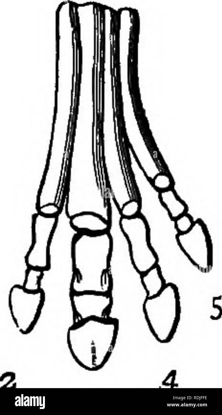 . Un libro di testo di zoologia agricoli. Zoologia, economico. 442 mammiferi. Protohippos in America, il cui piede è simile a quella di Hip- parion -il genere esistente di Equus non compaiono fino a quando il post- Pliocene volte.. Si prega di notare che queste immagini vengono estratte dalla pagina sottoposta a scansione di immagini che possono essere state migliorate digitalmente per la leggibilità - Colorazione e aspetto di queste illustrazioni potrebbero non perfettamente assomigliano al lavoro originale. Theobald, Federico Vincent, 1868-1930. Edimburgo e Londra, W. Blackwood e figli Foto Stock