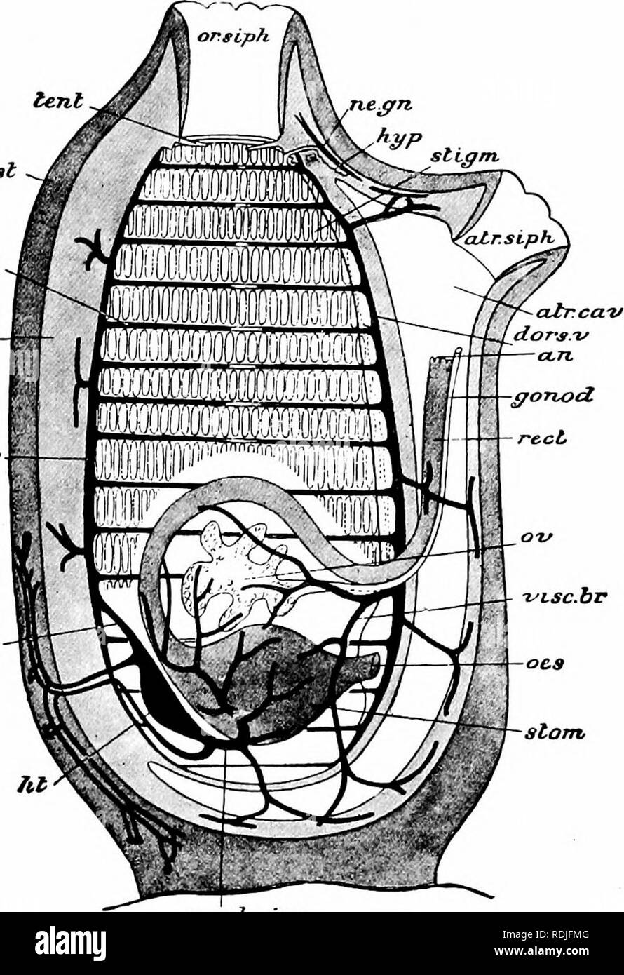 Un Manuale Di Zoologia Xii Phylum Chordata 3 7 Questa Struttura Costituito Da Due Ventrale Di Pieghe Longitudinali Con La Gola Tra Di Essi Il Termine Endostyle E Applicato Le Celle Che