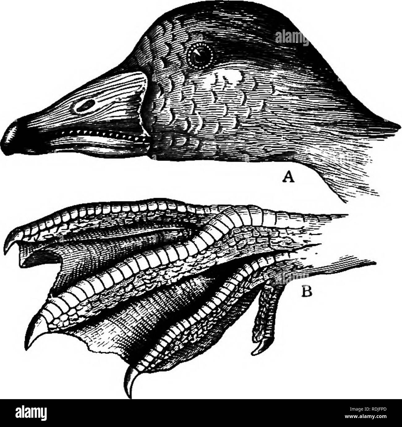 . Un libro di testo di zoologia agricoli. Zoologia, economico. ANSiatlFOEMES. 363 scamone e ALA-converte sono grigio-azzurro. Le gambe sono duU rosa. Lunghezza spesso quasi tre metri. Queste oche arriva in autunno, in una sola volta e la riparazione per i campi e le paludi, -dove si muovono in branchi, calpestano giù il giovane com, attaccano le rape e spesso non danno infinito. Il grigio "ritardo" è trovato in tutta Europa, in Africa del nord e a est. FiQ. 188.-A, testa di grigio Lao Goose ; b, Piede di Douestic oca. (Nicholson.) fino alla Persia. Vi sembra poco dubbio ma che questa specie ha Foto Stock