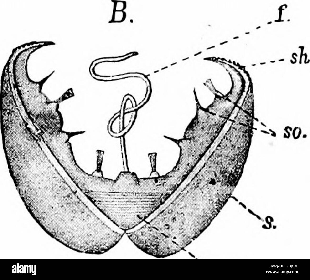 . Un manuale di zoologia. . Pag.-- FlG. 165.-A, advanced embrione di Anodonta ; B libera glochidium. /.Bisso provvisorio ; s, shell; sh, ganci ; s??i muscoli adduttori ; così, organi di senso ; ui, ciglia. (Da Korschelt e Heider di embriologia.) lar piede; ci sono due muscoli abductor, e ci sono due coppie di branchie. Ma guardando sopra una collezione di conchiglie di molluschi bivalvi diversi, sarà trovato che alcuni di essi differiscono da quelle di acqua fresca in mitili non avente le due valvole del guscio uguali. Questa disparità di trattamento tra le due valvole del guscio è fortemente segnato in le capesante e eva Foto Stock