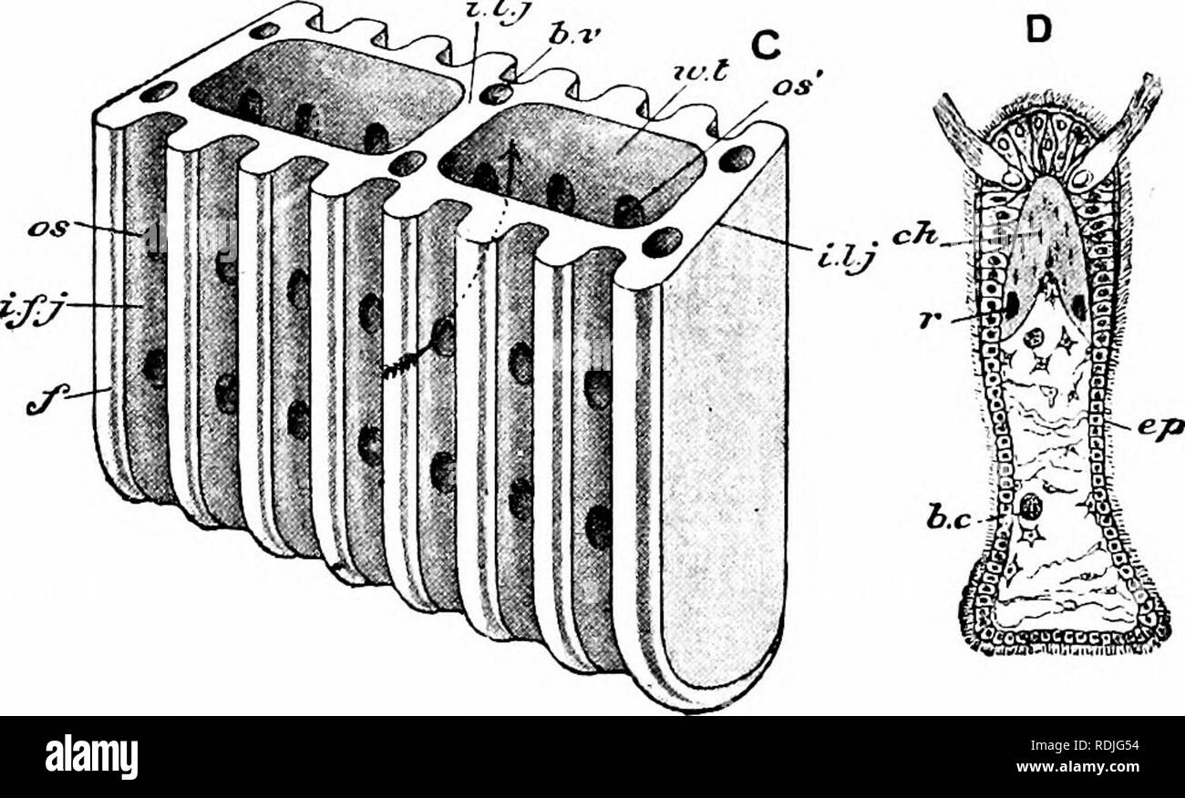 . Un manuale di zoologia. . Fig. 163. - Anodonta cygnea. Una, sezione trasversale esterna dell; B, interna di gill; C, schema di gill-struttura; D, sezione trasversale di gill-filamento, b. c, sangue- corpuscolare; b. v, vasi sanguigni; c/i,chitina; f, filamenti brachiale; e/&GT;,l'epitelio; z'.f.j, inter-giunzione filamental ; z. Ho, lamella interna; i. I. J, inter-giunzione lamellare; 0.I, lamella esterna; os, ostio esterno; os', ostio interno; r, aste chitinous; iv. t, tubi d'acqua. (A, B e D, dopo Peck.) sangue, ma anche di diatomee, Infusoria e altri organismi microscopici che sono spazzate in bocca dal Foto Stock