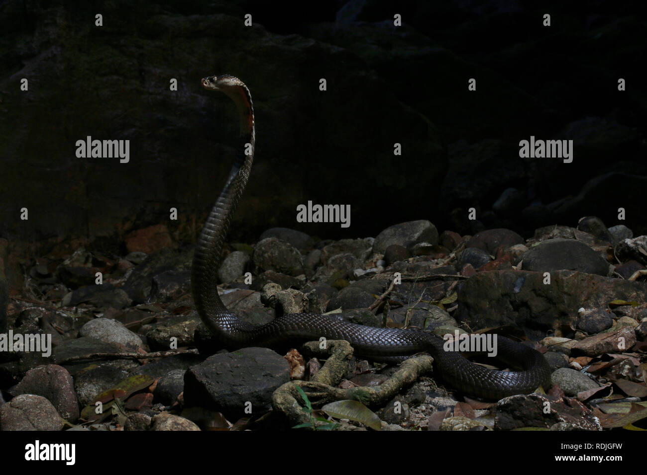 Monocled Cobra, Naja kouthia è un infame elapidae serpenti trovati nei paesi del sud-est asiatico come la Malaysia, Singapore, Tailandia, Brunei e nel Borneo. Foto Stock