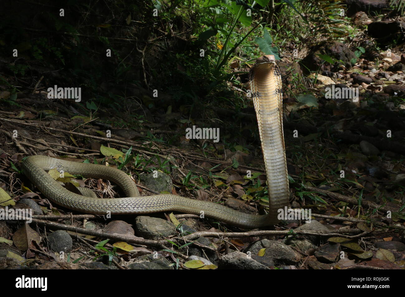Cobra reale (Ophiophagus hannah), è un serpente velenoso specie nella famiglia Elapidae, endemica di foreste da India attraverso il sud-est asiatico Foto Stock