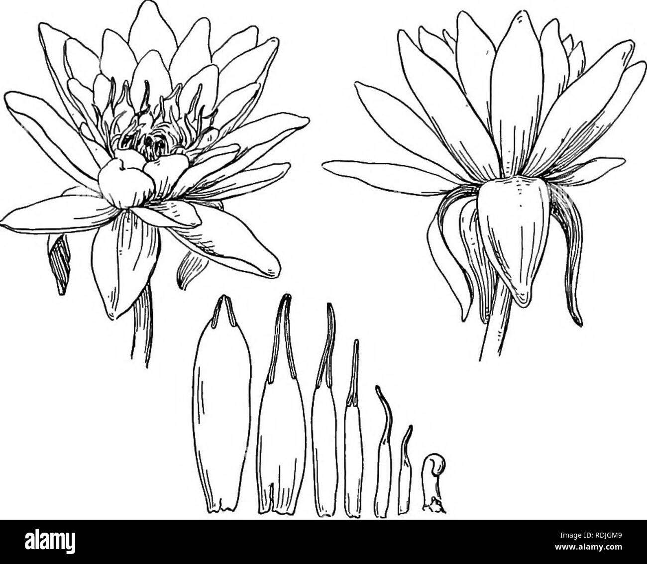 . La vita delle piante e impianto utilizza; un elementare textbook, una fondazione per lo studio dell'agricoltura, scienze domestiche o collegio botanica. La botanica. Variazioni nella struttura 287 simmetria bilaterale. Questo tipo di simmetria del corpo è molto generale tra gli animali. Un pisello dolce è un familiare ex- ampio di un "irregolare" fiore; un piano verticale passante per il centro di lo divide in due metà che sono simili.. Fig. 108. - Il giglio di acqua (Castalia odorata). Nota il numero indefinito di a spirale disposti petali e stami. Nota anche le gradazioni di petali in stami. Nota che i pisti Foto Stock