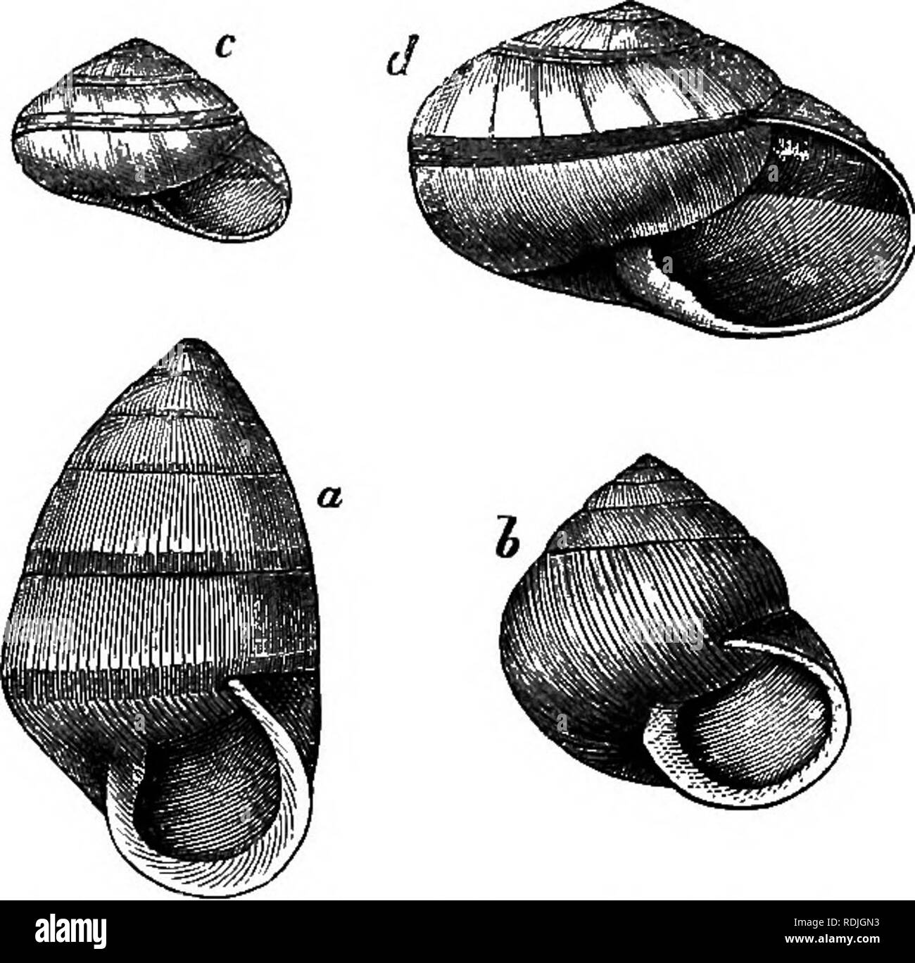 . La vita degli animali come influenzata dalle condizioni naturali di esistenza. Ecologia animale. 284 L'influenza di inanimato SCKKOnNDINGS. whict aggiunge le Molucche e Celebes. Ma questo a prescindere dal LA QUESTIONE COSI SOLLEVATA, che tratterò attualmente, le diverse porzioni di questa provincia: la malese presentano grande e straordinario differenze. Un maggiore contrasto può difficilmente essere concepita, a quella, per esempio tra la fauna di Hong Kong, Amoy, o addirittura Siam, su un lato e Borneo, Giava e Sumatra, sull'altro. E questa differenza è stata ripetuta in un sorprendente modo nella Filippi Foto Stock
