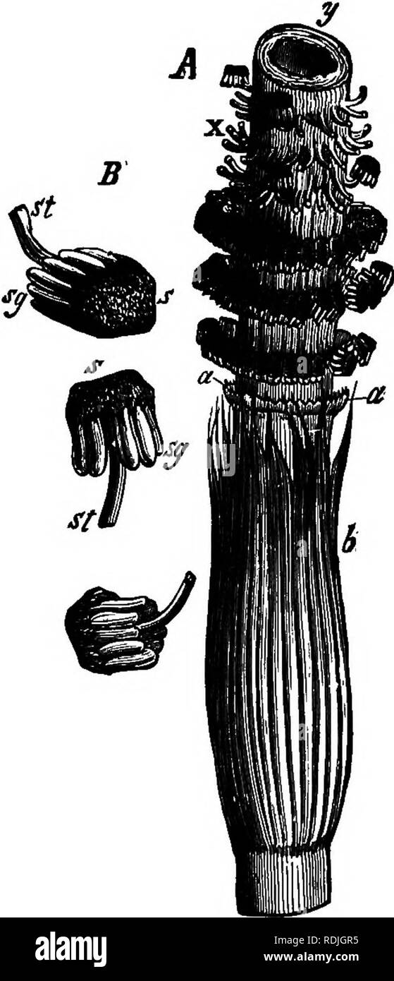 . Gli elementi essenziali della botanica. La botanica. Fig. 108. La Fia. 109. FiQ. 108.-parte di un gambo verde del grande equiseto (Equisetum telmateia), che mostra la sua struttura; e un whorl del regno di foglie, con parte di una whorl di rami. Dimensione naturale. La Fia. 109.-A^ parte di un vecchio con^ del grande equiseto, che mostra tre sepa^ vortici nominale di protezione a forma di foglie; B, tre scudi a foglie di forma leggermente ingrandito; st, bancarelle e s, parte espansa di foglie; AG, la spora-casi. 412. Il fibro-fasci vascolari del fusto sono disposti in un cerchio, e scorrono in parallelo con ogni altro dal nodo a. Si prega di notare che il Foto Stock