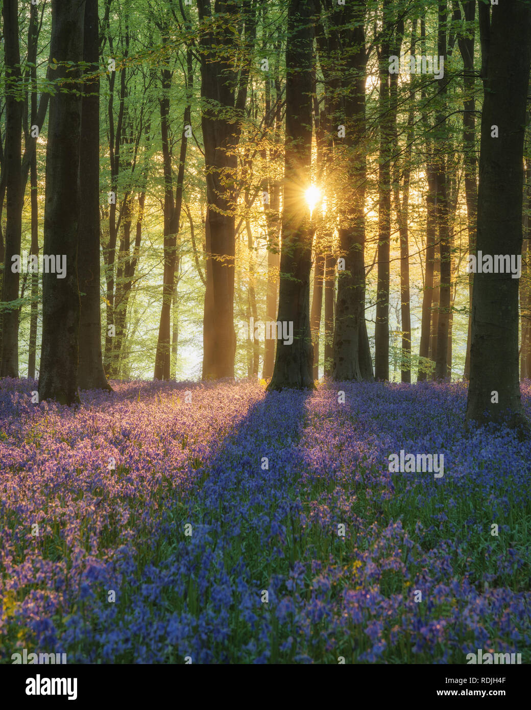 Bella bluebell paesaggio forestale immagine in luce del sole di mattina in primavera Foto Stock