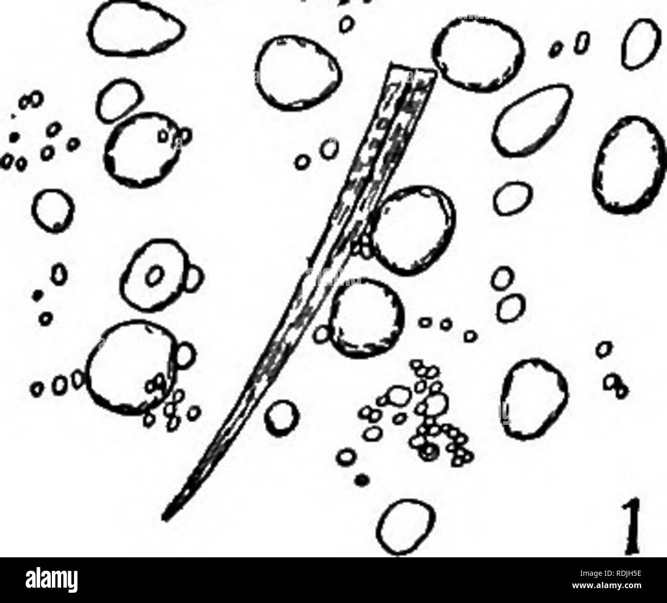 . Elementi di microscopia applicata. Un libro di testo per i principianti. Microscopia. La microscopia delle amidi comune. 65 ZUCCHERI. Essa può spesso essere trovati come un adulterant in più costose di amidi e di spezie e altri alimenti. Il suo grano è facilmente riconosciuto, essendo di dimensioni medie. "°.^"o:. 2°o O ® 0 tS o un ©a @ Q ® 4. Si prega di notare che queste immagini vengono estratte dalla pagina sottoposta a scansione di immagini che possono essere state migliorate digitalmente per la leggibilità - Colorazione e aspetto di queste illustrazioni potrebbero non perfettamente assomigliano al lavoro originale. Winslow, C. -E. A. (Charles-Edward Amory), 1877-1957. Nuovo Foto Stock