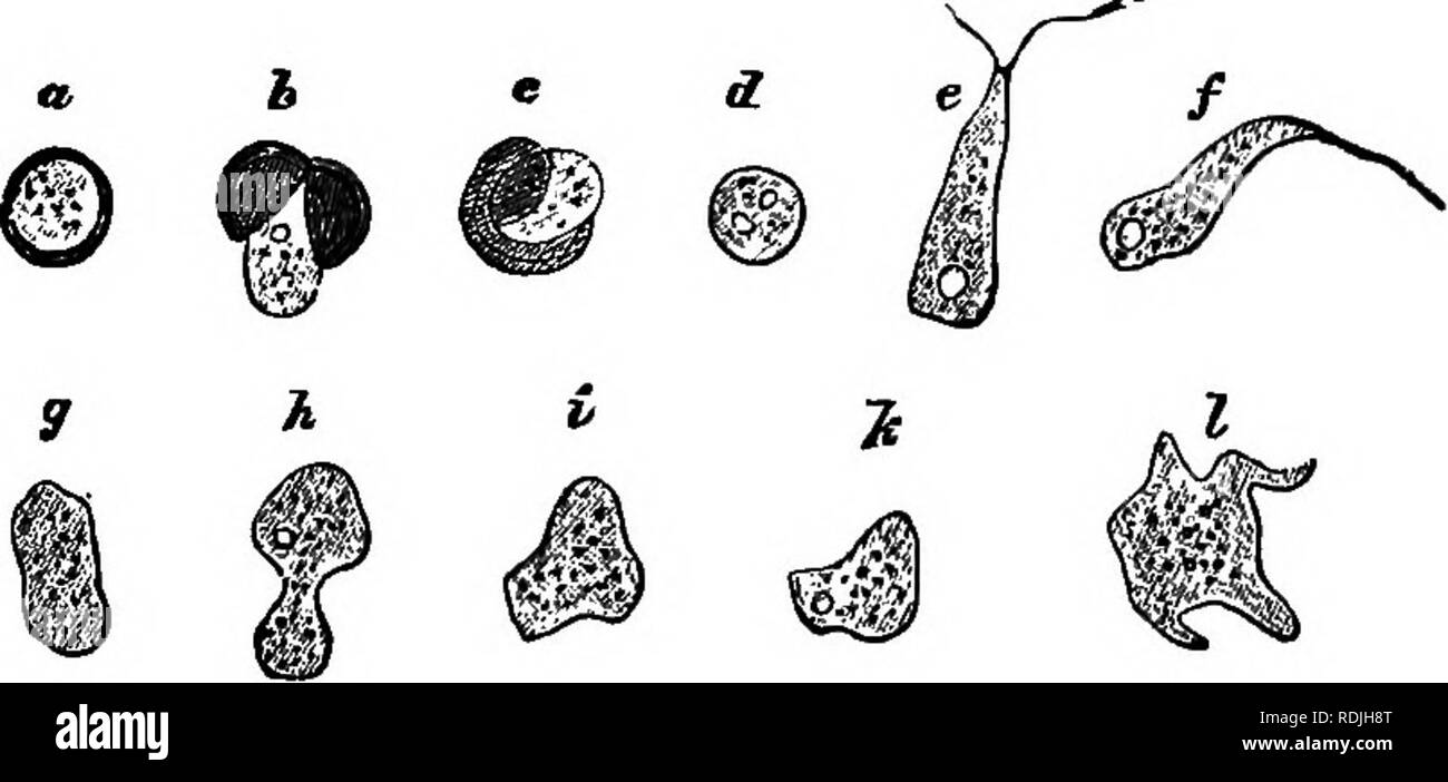 . Gli elementi essenziali della botanica. La botanica. PnOTOPHTTA. 107 alcune specie non è più grande di un pin-testa, mentre in altri è grande come una mano d'uomo. Questa massa di protoplasma è spesso di colore giallo o arancio-rosso di colore, e non è mai verde. Esso possiede un grado di straordinaria potenza di muoversi da luogo a luogo. Il fango-stampi ottenere il loro cibo da soluzioni di assorbimento di decadere la materia, e sono anche. Fig. 45.-Le fasi iniziali di un fango-stampo (Fuligo varians). o. una spora; 6. c, la stessa, scoppia la parete cellulare; d per i vari stadi; m, giovani Slime-stampo. detto di sommergere le sostanze solide in Foto Stock . Gli elementi essenziali della botanica. La botanica. PnOTOPHTTA. 107 alcune specie non è più grande di un pin-testa, mentre in altri è grande come una mano d'uomo. Questa massa di protoplasma è spesso di colore giallo o arancio-rosso di colore, e non è mai verde. Esso possiede un grado di straordinaria potenza di muoversi da luogo a luogo. Il fango-stampi ottenere il loro cibo da soluzioni di assorbimento di decadere la materia, e sono anche. Fig. 45.-Le fasi iniziali di un fango-stampo (Fuligo varians). o. una spora; 6. c, la stessa, scoppia la parete cellulare; d per i vari stadi; m, giovani Slime-stampo. detto di sommergere le sostanze solide in Foto Stock