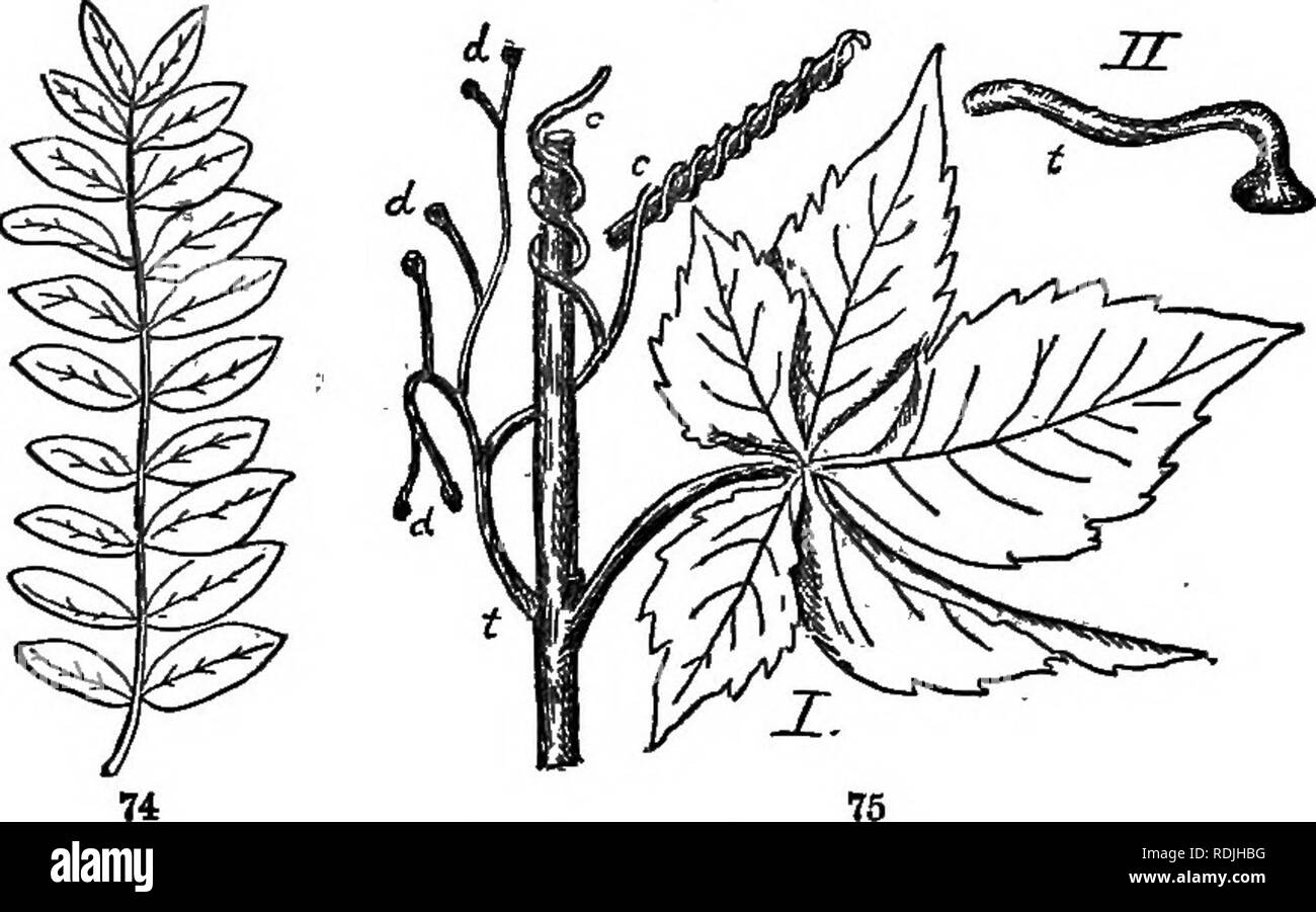 . Gli elementi di botanica abbracciando organography, istologia, fisiologia vegetale, botanica sistematica e botanica economica ... insieme con un glossario completo dei termini di botanica. La botanica. 36 OROANOGJRAPHY. foglie. Le foglie pinnate hanno il depliant o pinnce disposti su ciascun lato del rachide. Se i volantini sono in coppie. in tutta la foglia è detto di essere bruscamente-pinnate {Fig. 74); se un unico foglietto termina il rachide, la foglia è detto di essere dispari-pinnate (Fig. 73). Palmate (alcuni- volte chiamato- digitate) foglie possiedono i volantini del carico sulla punta estrema del picciolo (Fig. 75). 42. Foto Stock