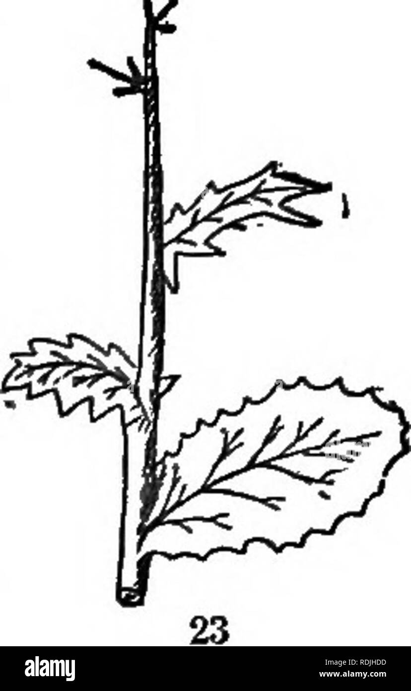 . Gli elementi di botanica abbracciando organography, istologia, fisiologia vegetale, botanica sistematica e botanica economica ... insieme con un glossario completo dei termini di botanica. La botanica. . Si prega di notare che queste immagini vengono estratte dalla pagina sottoposta a scansione di immagini che possono essere state migliorate digitalmente per la leggibilità - Colorazione e aspetto di queste illustrazioni potrebbero non perfettamente assomigliano al lavoro originale. Kellerman, William Ashbrook, 1850-1908. Philadelphia, J. E. Potter e azienda Foto Stock