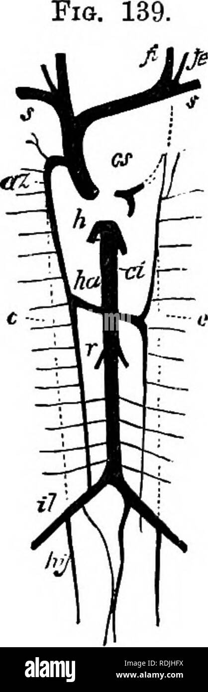 . Gli elementi di embriologia . Embriologia. XII.] vene vertebrale. 411 inferiore (Fig. 139, il). Queste navi, il cui sviluppo non è stato adeguatamente studiato, formare la comune. Diagramma o il capo le linee venose op Man. (Prom Gegenbaur.) cs. seno coronarico ; s. vena succlavia; ji. giugulare interna ; je. giugulare esterno ; az. vena azygos ; ha. vena hemiazygos ; c. punteggiato lino annunziando la posizione precedente del cardinale vene; ci. la vena cava inferiore ; r. vene renali ; il. ; iliaca hy. hypogas- tric vene ; h. vene epatiche. Le linee tratteggiate racconta la posizione delle navi embrionale interrotta nel Foto Stock