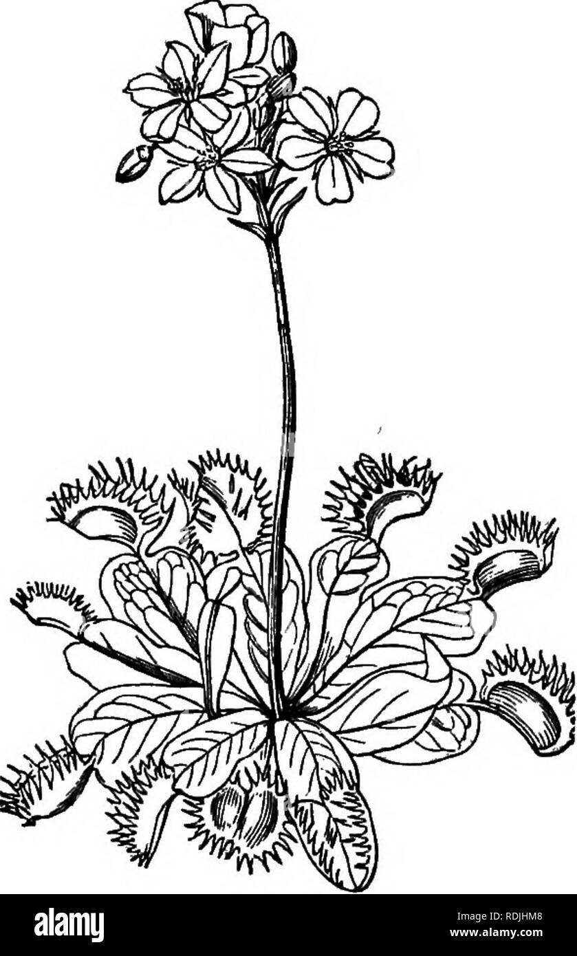 . La botanica per i giovani : Parte II. Come si comportano le piante ; come si muovono, arrampicarsi impiegare gli insetti a lavorare per loro, &AMP; c. La botanica. 46 Come certe piante di catturare insetti. raccontata in questi capitoli non sono mere prodigi, interamente al di fuori dell'ordine generale della natura, ma appartengono all'ordine della natura, e in effetti sono difficilmente dif- ferent in genere da, o realmente più meraviglioso di, le opere di molte delle più comuni piante, che, fino a quando la nostra attenzione è chiamato a loro, ordinariamente unregarded pass.. Maiale. 40. La YenUB Flytrap: Dionsea.. Si prega di notare che queste immagini vengono estratte dalla scansione di pag Foto Stock
