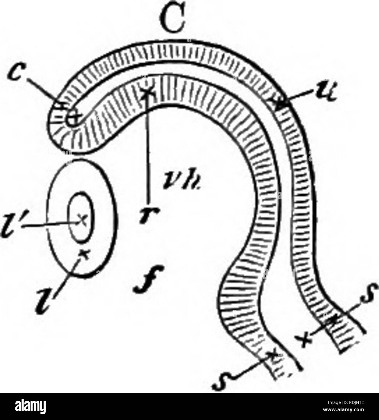 Gli elementi di embriologia . Embriologia. 139. A. vista schematica in  sezione perpendicolare al piano del foglio, lungo la linea y, y, Kg. 49. La  levetta non è visibile la sezione