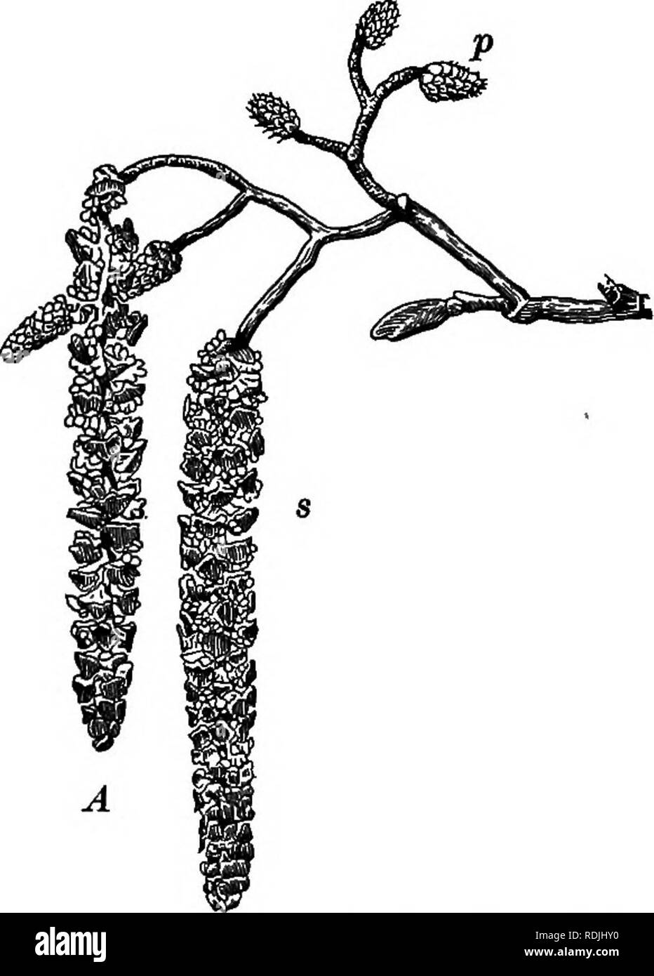 . Fondamenti di botanica. La botanica; Botanica. 64 fondazioni di botanica e troncare base, due volte in modo non uniforme, dentellate con piuttosto lunghe e sottili piccioli, che permettono alle foglie di faretra come quelli dell'Aspen. Corteccia fuori scala in strisce bianche e strati, ma non in quasi come fogli di grandi dimensioni come quella dei più rari canoa birch (B. papyrifero^. I più comuni birch del New England. 4. B. alba, L. bianco europeo Betulla, Cdt-leavkd betulla. Un albero 50 a 60 ft. alta, spesso con rami cascante. Foglie di forma triangolare ovali, truncate, arrotondata o leggermente a forma di cuore alla base, non fortemente conico tranne appuntita in Foto Stock