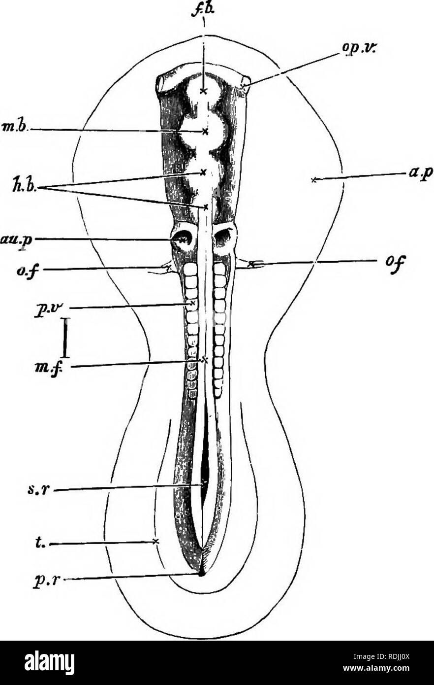 . Gli elementi di embriologia . Embriologia. 78 IL SECONDO GIORNO. [Cap. per un po' di tempo la loro linea di giunzione (Fig. 23). Aprire la scanalatura midollare del primo giorno è divenuta così convertito in un tubo, il canale neurale, chiusi davanti, ma ancora aperta dietro. Anche prima della Fig. 27.. Embrione di pulcino tra i trenta e i trentasei ore, visto dal di sopra come un oggetto opaco. (Acido cromico in preparazione.) f.h. front-cervello : mh. metà del cervello; S.S. il bind-cervello; op.v. optic vesi- cle ; au.p. uditivo pit; of vena vitelline ; p.v. mesoblastio somite; m.f. linea di giunzione della piega midollare Foto Stock