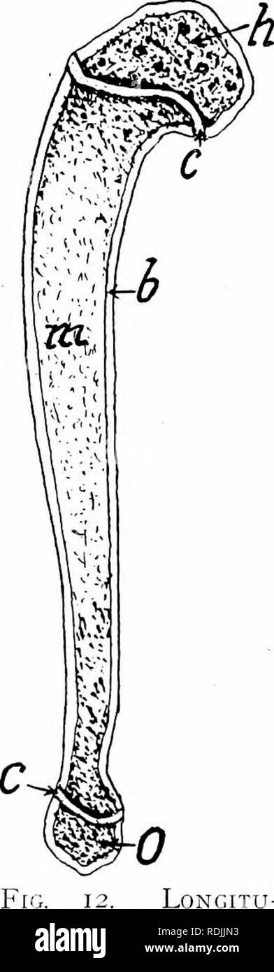 . Anatomia di mammifero : con speciale riferimento alla cat . Mammiferi, Anatomia, comparativo; gatti. Lo scheletro. 2 e 3 sono quelle che non sono di forma allungata e con nessuna cavità midollare: tarso e carpo. Ossa piatte sono piastriformi, con uno strato di tessuto spugnoso tra due strati di tessuto compatto: parietal, scapola e innominate. Ossa irregolari sono quelli che hanno un oltremodo ir- forma regolare: sinusite etmoide e vertebre. Il aspeet di un osso è la porzione visibile quando osservata da un dato direc- zione. Il confine di un osso è il margine, edge o una nervatura in corrispondenza della giunzione di due superfici. Prossimale è utilizzato per des Foto Stock