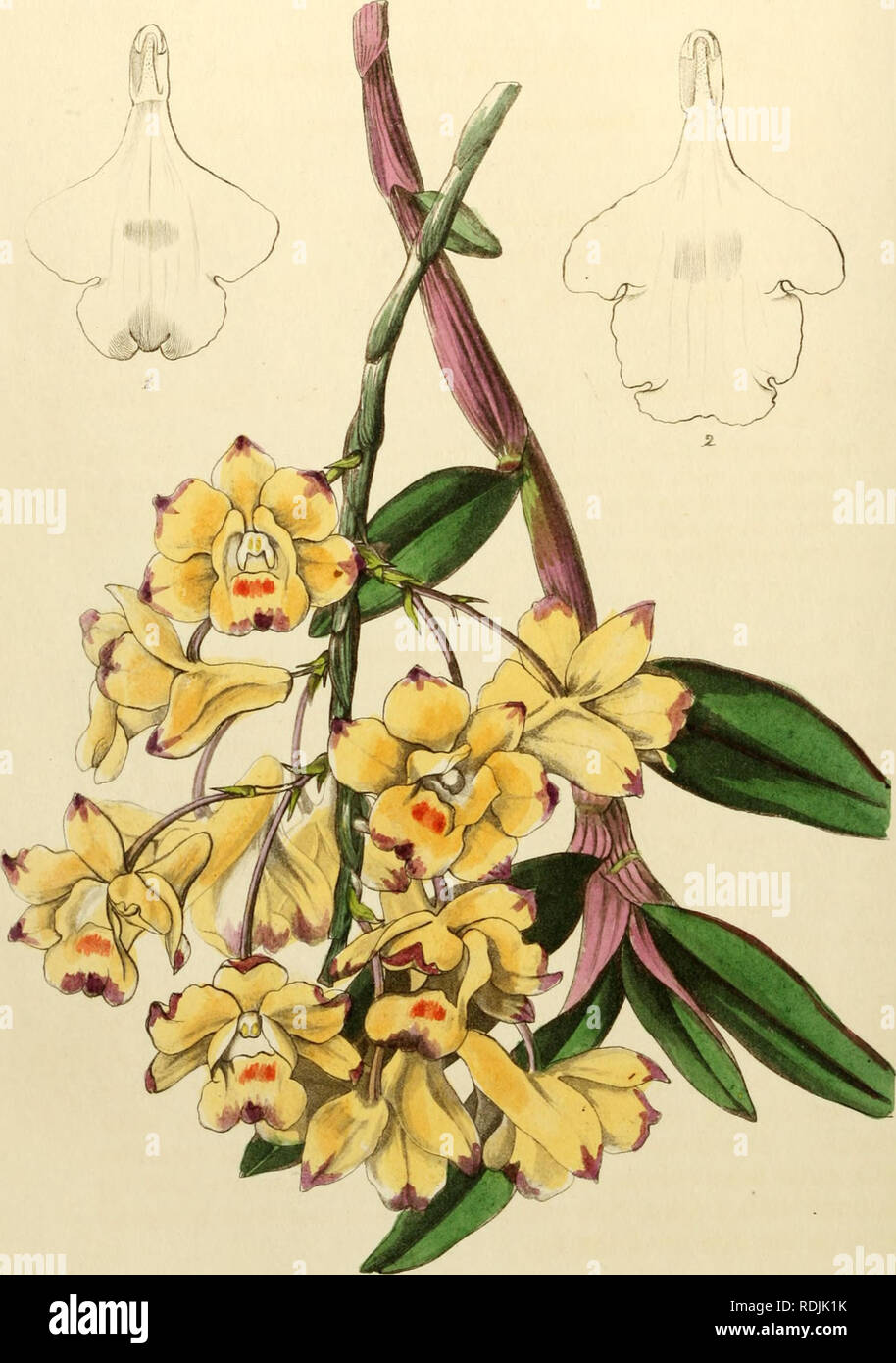 . Edwards del registro di botanica, o, ornamentali flower garden e arbusti ... Piante ornamentali, -- Gran Bretagna; piante ornamentali, -- Gran Bretagna; Impianto Introduzione -- Gran Bretagna; piante aliene -- Gran Bretagna; illustrazione Botanica -- Gran Bretagna; illustrazione Botanica -- Gran Bretagna; piante; piante. €. Â"iifi 3 iirJin. fO-X 9.^iy f ^/^v^^y /^ 9uM^M^ f^j-y." / /m â ct/tdacfK.. Si prega di notare che queste immagini vengono estratte dalla pagina sottoposta a scansione di immagini che possono essere state migliorate digitalmente per la leggibilità - Colorazione e aspetto di queste illustrazioni potrebbero non perfettamente resemb Foto Stock