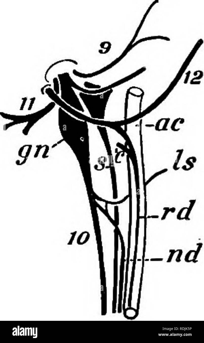 . Anatomia pratica del coniglio : un laboratorio elementare textbook in cellule di mammifero anatomia . Conigli; anatomia di confronto. 244 Anatomia del coniglio. (I) il dodicesimo craniale o del nervo ipoglosso (n. Hypo- glossus) entra nella base del timone. Si trova sul lato laterale della arteria carotide esterna e sul lato mediale della stylohyoideus principali. Esso è distribuito come un nervo motore per i muscoli linguali, j) ramus lingualis del nono cranica, o glosso- faringea nervo (n. glossopharyngeus) entra nella base della linguetta in corrispondenza di un punto a dorsale la hypoglossus e tra il styloh Foto Stock