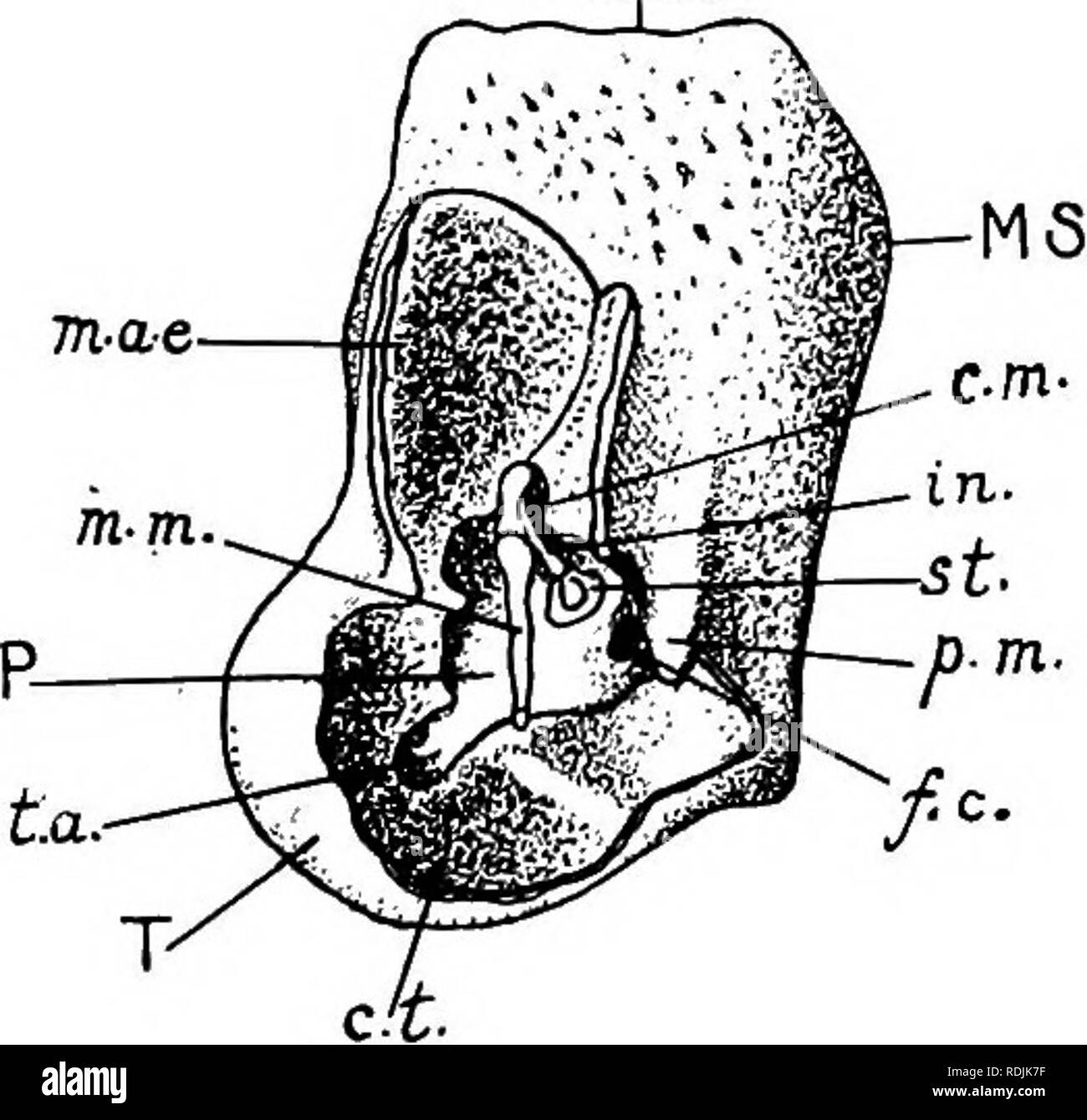 . Anatomia pratica del coniglio : un laboratorio elementare textbook in cellule di mammifero anatomia . Conigli; anatomia di confronto. Le ossa del cranio. 147 m. condotto uditivo esterno. Il confine tra i due è indicato,esternamente da un profondo solco obliquo, la cui posizione indica approssimativamente che della membrana timpanica all'interno. Il margine medioventral dell'osso è articolato con la basi- occipitale, ma la parte rigonfia è separato da questi ultimi da un ampia scanalatura terminando posteriormente nella fossa giugulare e il forame giugulare. Immediatamente di fronte la fo giugulare Foto Stock