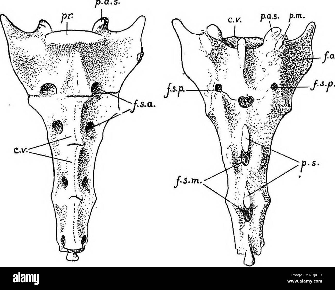 . Anatomia pratica del coniglio : un laboratorio elementare textbook in cellule di mammifero anatomia . Conigli; anatomia di confronto. .La colonna vertebrale. 123 Le vertebre lombari (vertebre lumbales) sono sette in num- ber. Essi sono grandi vertebre, cospicuo per le loro superfici estese e i processi di attacco muscolare (Fig. 56, E, F). I processi trasversali di continuare la linea generale delle nervature del regioa toracica. Esse sono dirette in avanti, come pure verso l'esterno,- e la punta di ciascuna è formata da un thin'triangular piastra (processus triangularis), che rappresenta una nervatura fuse. A posteri Foto Stock