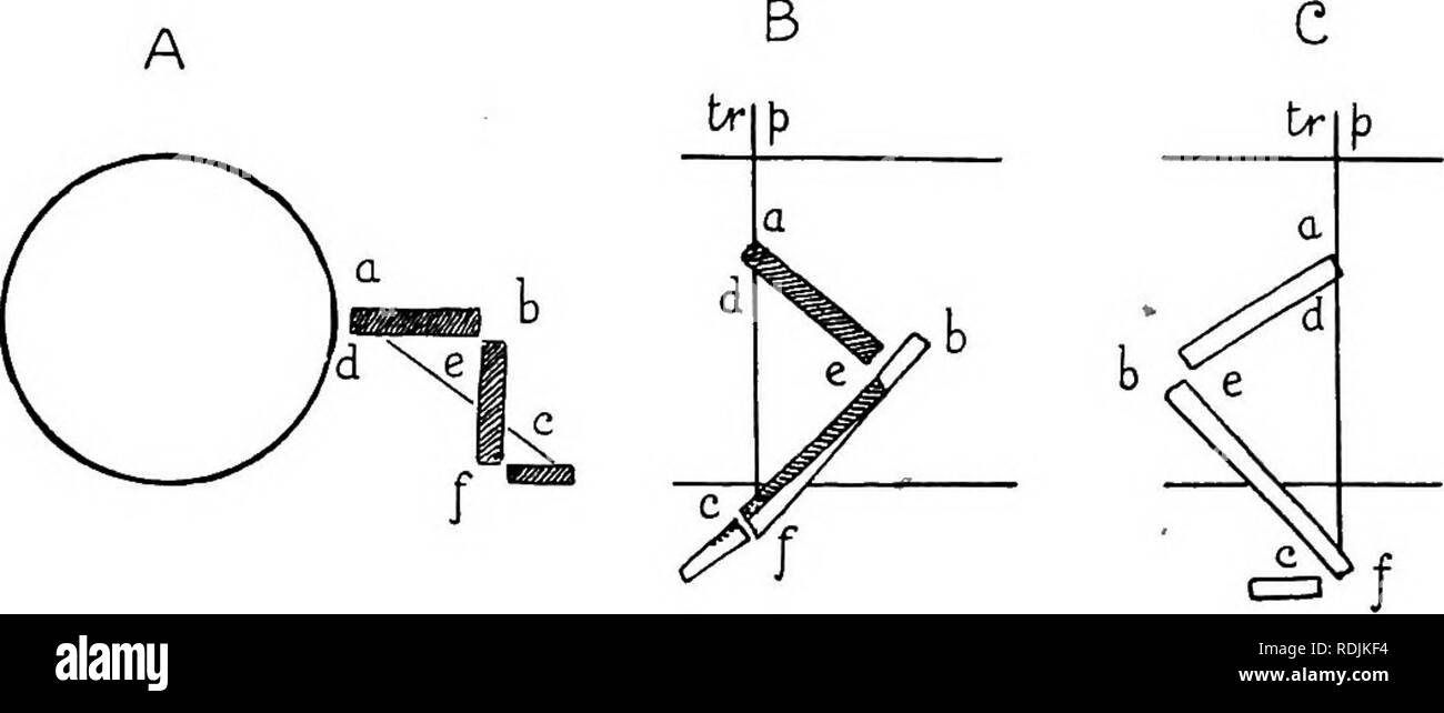 . Anatomia pratica del coniglio : un laboratorio elementare textbook in cellule di mammifero anatomia . Conigli; anatomia di confronto. Il sistema muscolare. 65 determinato da uno studio delle relazioni embrionali degli arti, ma possono essere previste più facilmente, se non in modo così preciso, al piano neutro come illustrato in Fig. 35. Il tipo neiutral (A) può essere definito come uno in cui il segmento prossimale (Omero o femore) si trova ad angolo retto rispetto al piano verticale mediano, il segmento centrale diretto verso il basso- ward parallelamente al piano mediano e il segmento distale nuovamente ad angolo retto rispetto ad essa. In questo c Foto Stock