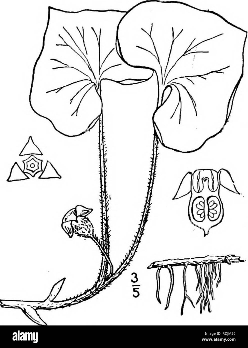 . Una flora illustrata del nord degli Stati Uniti, il Canada e la British possedimenti, da Terranova al parallelo tra il confine meridionale della Virginia, e dall'Oceano Atlantico verso ovest per il 102d meridiano. La botanica; Botanica. Genere i. BIRTHWORT FAMIGLIA. 643 3. Asarum reflexum Bicknell. Breve- lobate Wild Ginger. Fig. 1573. Asarum reflexum Bicknell, Boll. Torr. Club 24: 533. pi. 217. 1897. Asarum reflexum ambiguum Bicknell, Boll. Torr. Club 24: 535- 1897. Simile a A. canadense, più vagamente pubes- cent portinnesti più allungata e sottile. Lascia reniform, più ampio rispetto a lungo, al basale Foto Stock