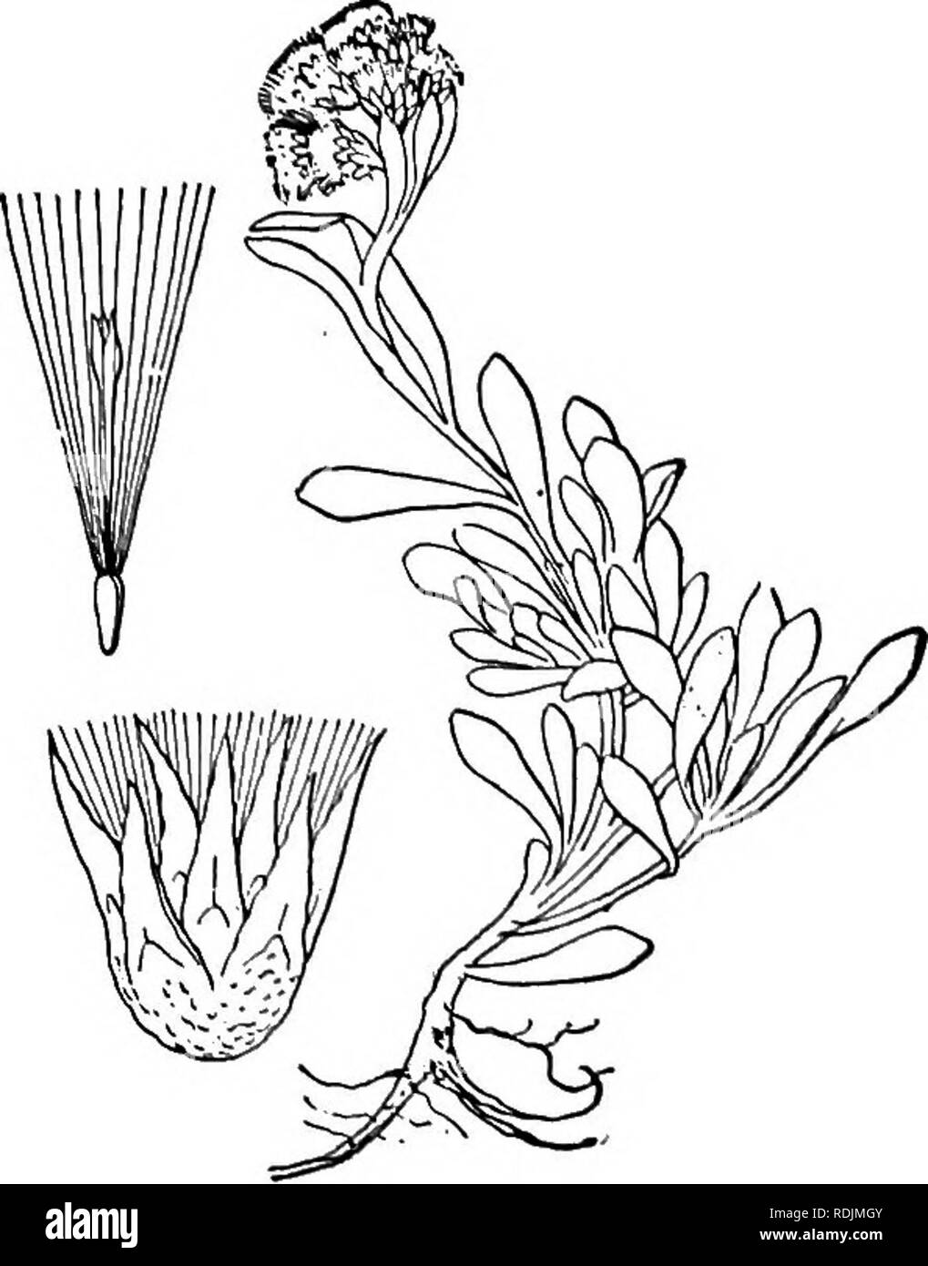 . Una flora illustrata del nord degli Stati Uniti, il Canada e la British possedimenti, da Terranova al parallelo tra il confine meridionale della Virginia, e dall'Oceano Atlantico verso ovest per il 102d meridiano. La botanica; Botanica. 2. Antennaria alpina (L.) Gaertn. Alpine eterna. Fig. 4394]- Gnaphalium alpinum L. Sp. PI. 856. 1753. Antennaria alpina Gaertn. Fr. &Amp; Sem. 2: 410. 1791. ?A. labradorica Nutt. Trans. Am. Phil. Soc. (II) 7:. 406. A. angustata Greene, Pittonia 3: 284. 1898. Surculose da brevi stoloni; gambi floccose-vago, I'-4' alta. Foglie basali di solito numerosi, tufted Foto Stock