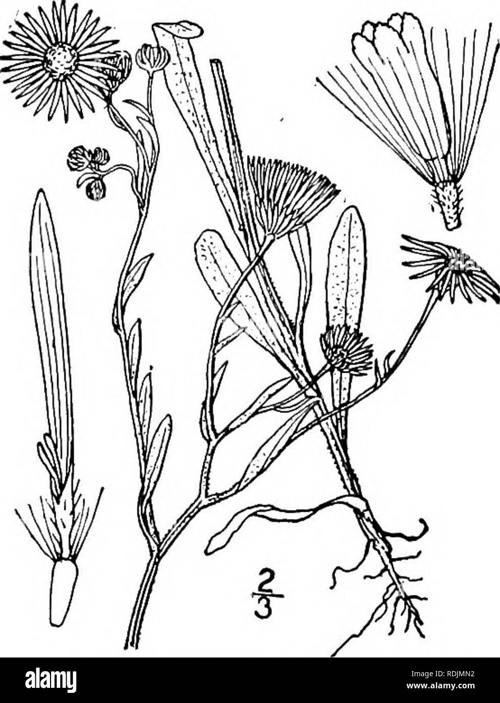 . Una flora illustrata del nord degli Stati Uniti, il Canada e la British possedimenti, da Terranova al parallelo tra il confine meridionale della Virginia, e dall'Oceano Atlantico verso ovest per il 102d meridiano. La botanica; Botanica. 44° COMPOSITAE. Vol. III.. 12. Erigeron Bellidiastrum Nutt. Western Daisy Fleabane. Fig. 4372. Erigeron Bellidiastrum Nutt. Trans. Am. Phil. Soc. (II) 7: 307. 1841. Annuale, molto ramificato, 6'-È' alta, cinereous-pubes- cento in tutto. Foglie intere, lineare-spatulate, inferiore e petioled basale, i'-II' lungo la tomaia sessili e piccoli capi diversi o nume Foto Stock
