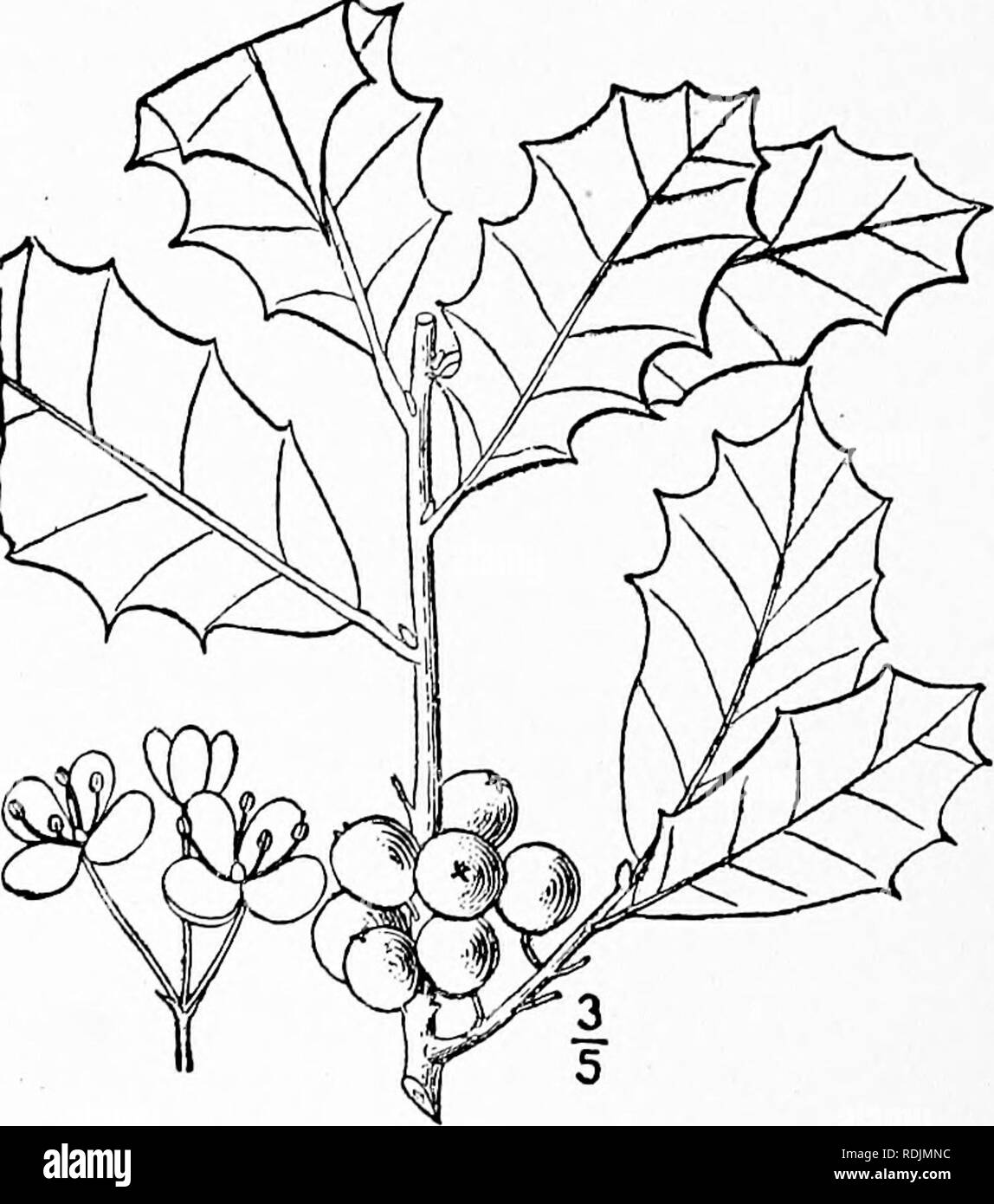 . Una flora illustrata del nord degli Stati Uniti, il Canada e la British possedimenti, da Terranova al parallelo tra il confine meridionale della Virginia, e dall'Oceano Atlantico verso ovest per il 102d meridiano. La botanica; Botanica. 4S6 ILICACEAE. Vol, II. Famiglia 76. ILICACEAE Lowe, Fl. Mad. 2: 11. 1868. Holly famiglia. Arbusti o alberi, con sap acquosi, e si alternano petioled semplice spesso coriacee. Fiori ascellari e piccole, in cluster o solitaria, bianco, principalmente polygamo- dioica, regolari. Stipules minuto e caducifoglie, o nessuno. Calice 3-6 parted, generalmente persistente. Petali 4-6 (rar Foto Stock