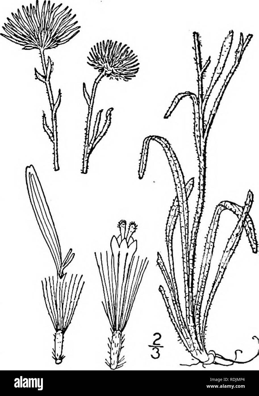 . Una flora illustrata del nord degli Stati Uniti, il Canada e la British possedimenti, da Terranova al parallelo tra il confine meridionale della Virginia, e dall'Oceano Atlantico verso ovest per il 102d meridiano. La botanica; Botanica. 4. Erigeron caespitosus Nutt. Erigeron tufted. Fig. 4364. Diplopappus canescens gancio. Fl. Bor. Am. 2: 21. 1834. Non E. canescens Willd. 1804. Erigeron caespitosus Nutt. Trans. Am. Phil. Soc. (II) 7:307. 1841. Perenne da una profonda radice; gambi, tufted canes- cento, semplice o ramificato sopra, 6'-i2' alta. Foglie o canescent pubescent, intero, inferiore e su basale Foto Stock