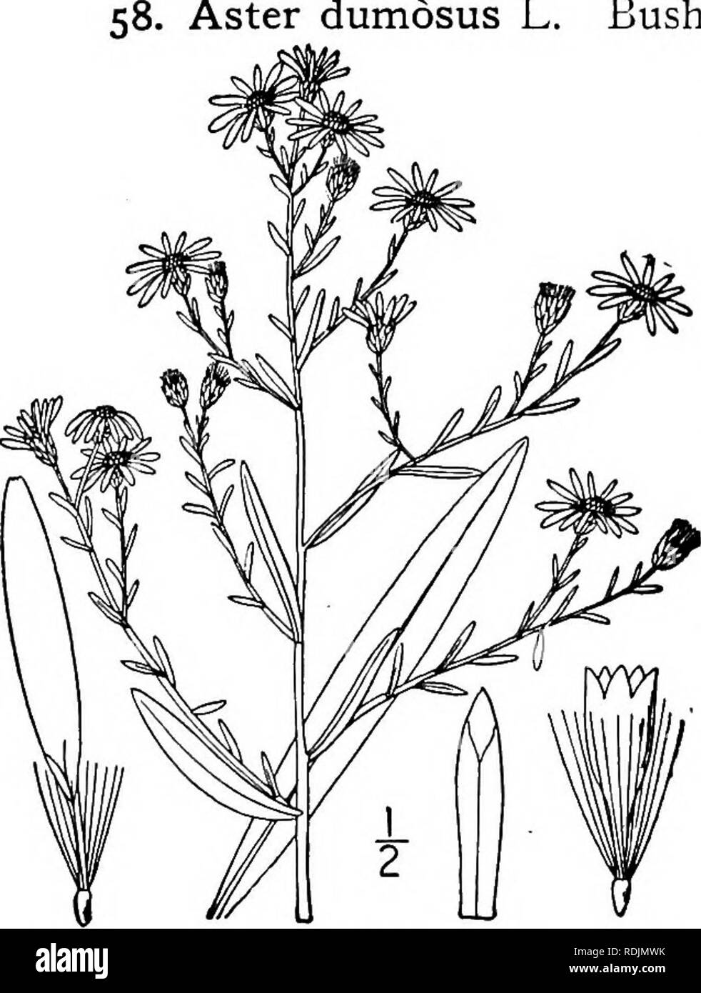 . Una flora illustrata del nord degli Stati Uniti, il Canada e la British possedimenti, da Terranova al parallelo tra il confine meridionale della Virginia, e dall'Oceano Atlantico verso ovest per il 102d meridiano. La botanica; Botanica. 428 COMPOSITAE. Vol. III.. Aster dumosus L. folte Aster. Riso-button Aster. Fig. 4339- Aster dumosus L. Sp. PI. 873. 1753. Aster coridifolius Michx.; Willd. Sp. PI. 3 : 2028. 1804. Come'er strictior dumosus T. &AMP; G. Fl. N. A. 2: 128. 1841. Aster dumosus coridifolius T. &AMP; G. Fl. N. A. 2 : 128. 1841. Glabrous o quasi tutto, piuttosto rigida e viscoso, Foto Stock