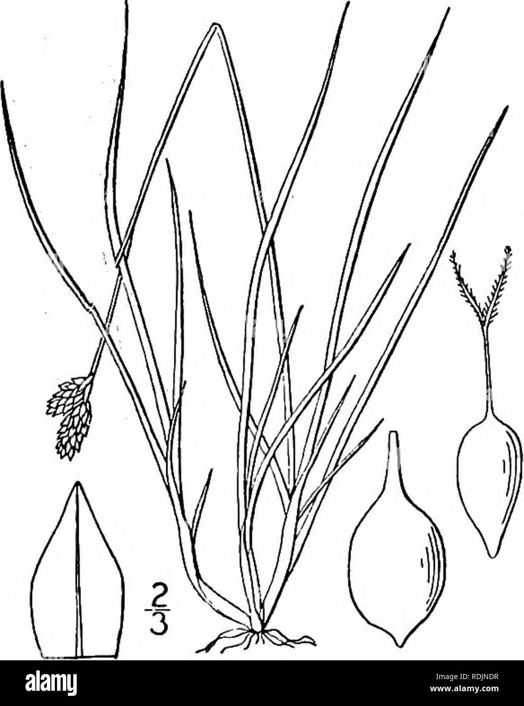 . Una flora illustrata del nord degli Stati Uniti, il Canada e la British possedimenti, da Terranova al parallelo tra il confine meridionale della Virginia, e dall'Oceano Atlantico verso ovest per il 102d meridiano. La botanica; Botanica. 40. Carex amphigena (Fernald) Mackenzie. Northern Clustered Sedge. Fig. 907. C. glareosa var. amphigena Fernald, Rhodora 8: 47. 1906. C. glareosa Wahl. Flora Danica 14: pi. 2430, e la maggior parte degli autori. C. amphigena Mackenzie, Boll. Torr. Club 37: 246. 1910. Somigliante a Carex glareosa e di Carex Lachenalii. Culms deboli e sottili, 2'-i8' alti, liscia, ad eccezione di im- med Foto Stock