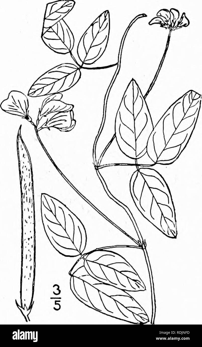 . Una flora illustrata del nord degli Stati Uniti, il Canada e la British possedimenti, da Terranova al parallelo tra il confine meridionale della Virginia, e dall'Oceano Atlantico verso ovest per il 102d meridiano. La botanica; Botanica. 4H FABACEAE. Vol. IL Strophostyles umbellata (Muhl.) Britton. Rosa selvatica Bean. Fig. 2648]. Glicina umbellata Muhl.; Willd. Sp. PI. 3: 1058. 1803. Strophostyles peduncularis ell. Bot. S. C. 2 ; 21,0. 1822. Phaseolus helvolus T. &AMP; G. Fl. N. R. io ; 280. 1838. Non L. 1753- Phaseolus uinbellatus Britton, Trans N. Y. Acad, q: 10. 1889. 5. umbellata Britton ; Britt Foto Stock