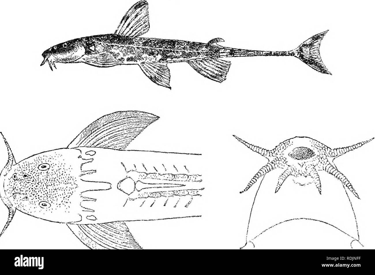 . Catalogo di acqua fresca di pesci in Africa nel British Museum di storia naturale) ... Pesci e Animali di acqua dolce. PHRACTCEA. 501 sporgente ma leggermente al di là della bocca; spazio tra le due narici ugualmente distante dalla fine del muso e dall occhio; questi ultimi rivolta verso l'alto, .6 a 7 volte la lunghezza della testa, due volte in larghezza interoculare; barbo mascellare -^ lunghezza della testa, mandibolare esterna -J, mandibolare interna . Processo occipitale stretto, 4 volte più a lungo come ampia, strettamente separati dal interneural scudo. Ho dorsale 6 ; primo raggio più lungo, leggermente più lunghi di Fig. 373.. J^i4@.".• - C, ' '.U,; N.1;. P Foto Stock