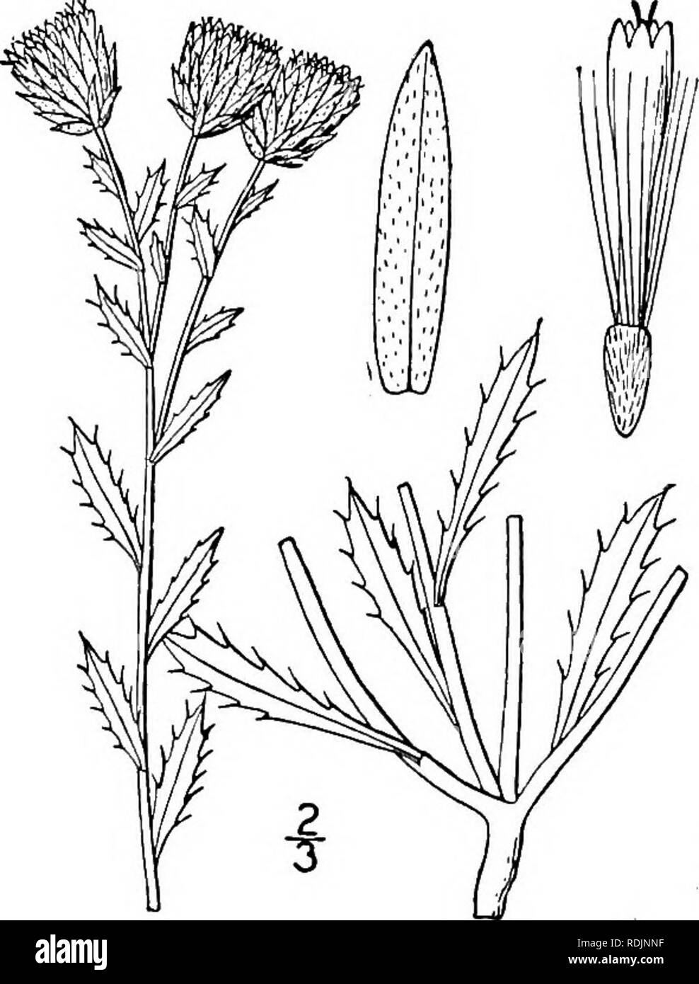 . Una flora illustrata del nord degli Stati Uniti, il Canada e la British possedimenti, da Terranova al parallelo tra il confine meridionale della Virginia, e dall'Oceano Atlantico verso ovest per il 102d meridiano. La botanica; Botanica. 378 COMPOSITAE. Vol. III. 19. SIDERANTHUS Fraser, Cat. 1813; Dolce, Hort. Brit. 227. 1826. [Eriocarpum Nutt. Trans. Am. Phil. Soc. (II) 7: 320. 1841.] perenne o annuale di erbe o arbusti con spinulose alternativo-dentato o foglie lobate e molti a fiore capi di tubolare o di entrambe tubolari e irradiare fiori gialli (teste raramente senza raggi). Involucro hemisph Foto Stock